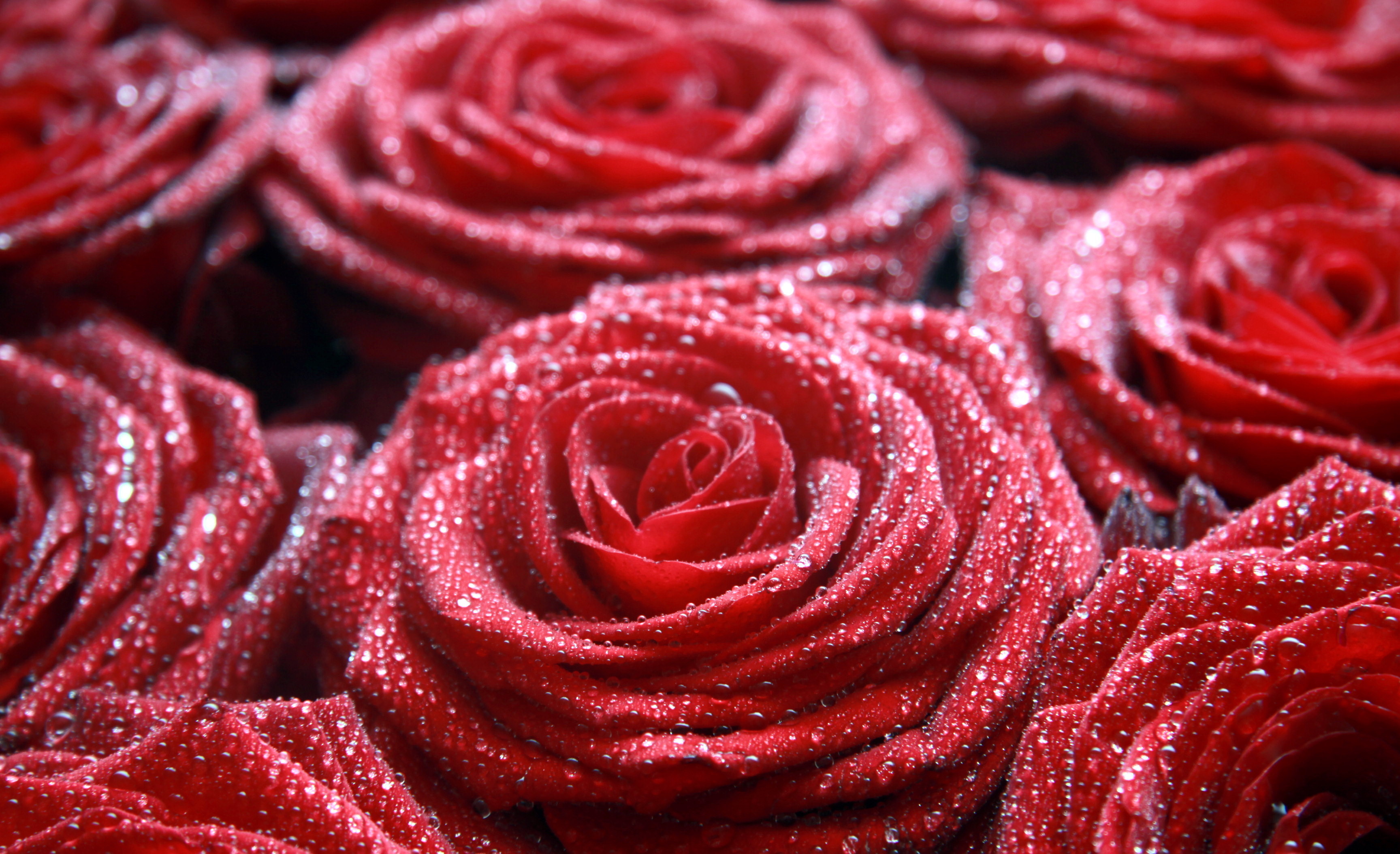 Фон на телефон красивые цветы. Красный цветок. Красные розы. Красивый красный цвет.