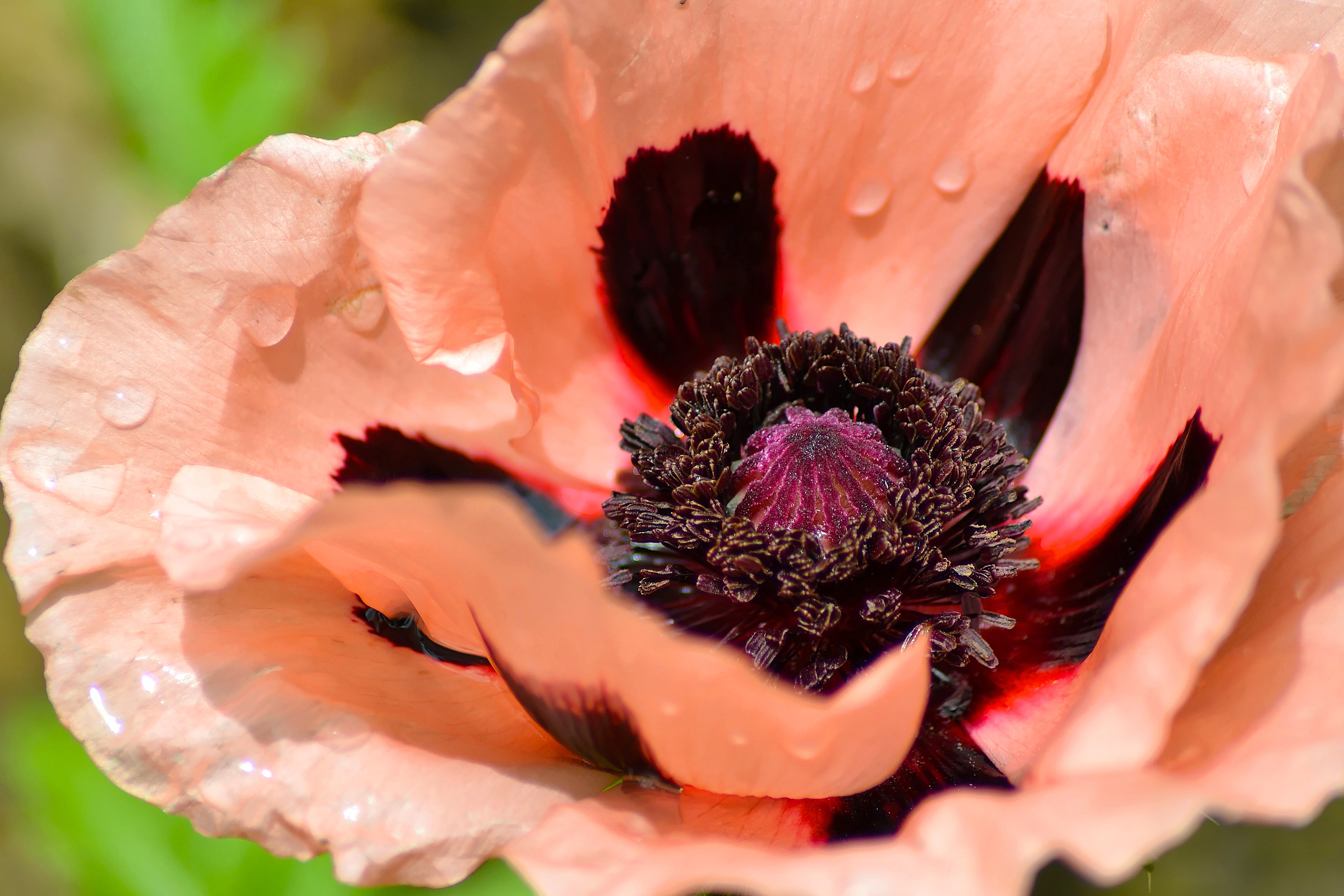 Самый вкусный мак. Мак Helen Elizabeth. Мак Миябе. Мак Papaver розовый. Цветы Макросъемка.