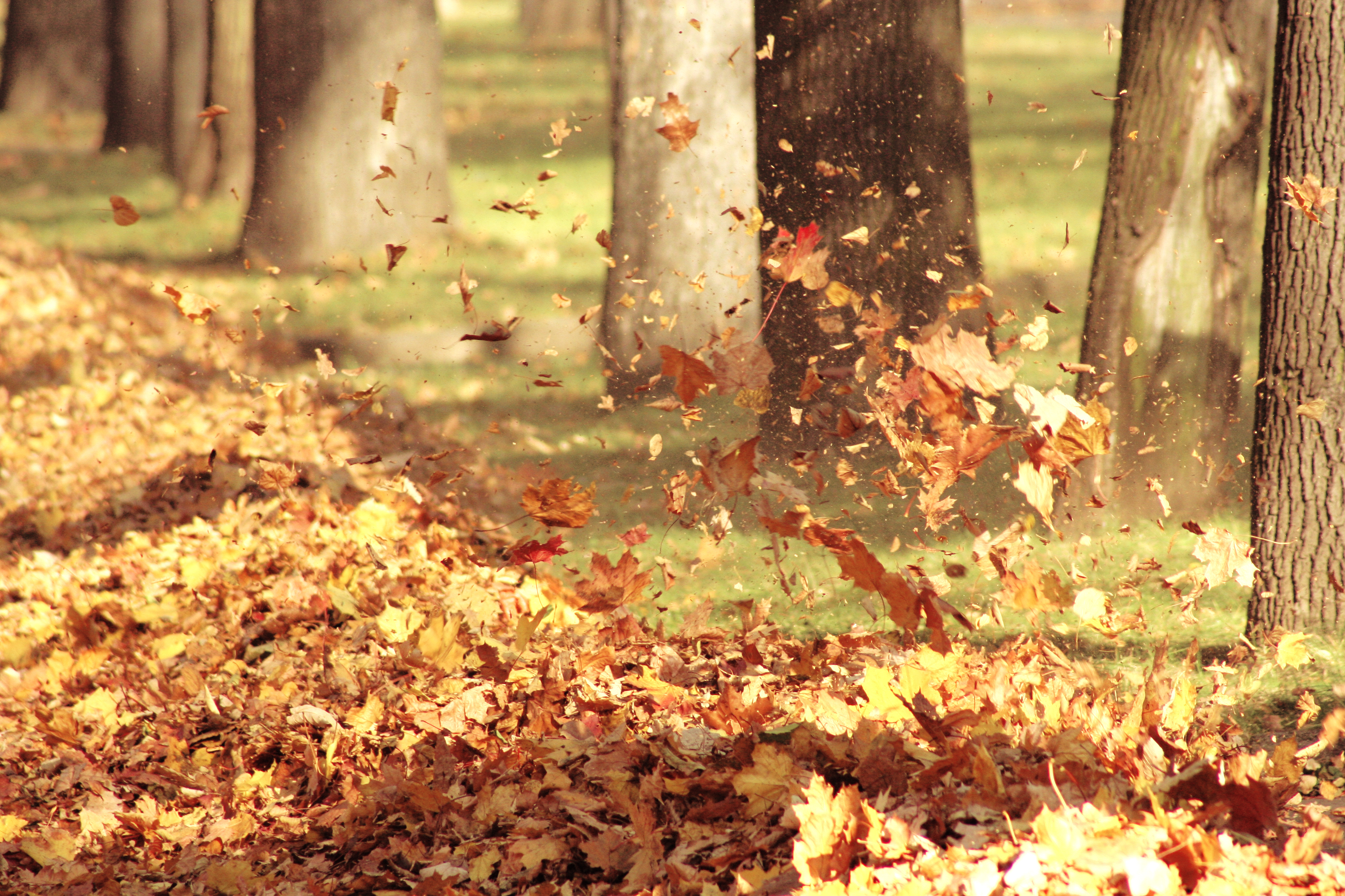 Осенью мы лучше видим и глазом. Падающие листья. Осень ветер. Шелест листвы. Листья кружатся в воздх.