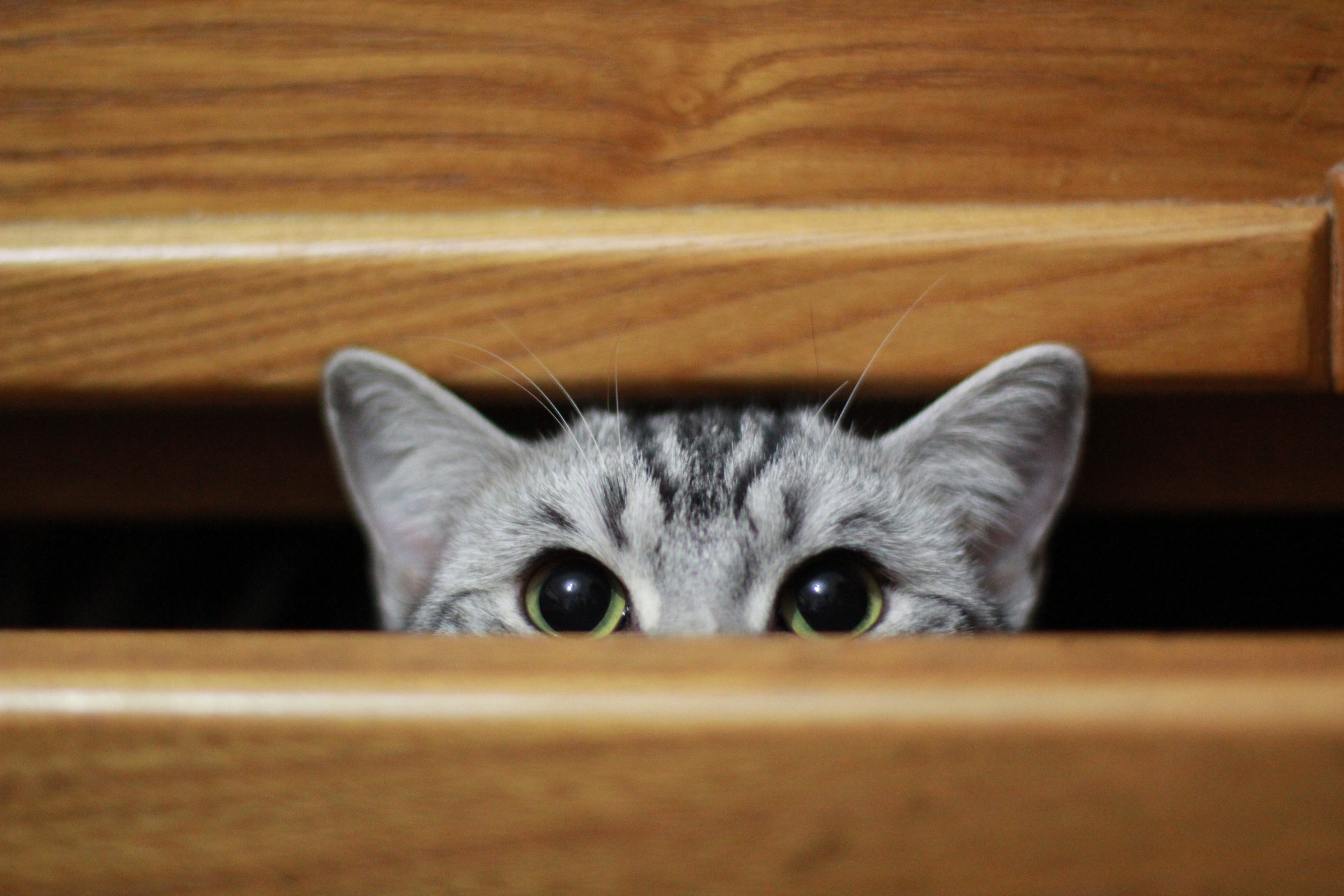 Смотрят кошки на экране. Кот выглядывает. Котенок выглядывает. Кот выглядывает из под стола. Кошки на рабочий стол.