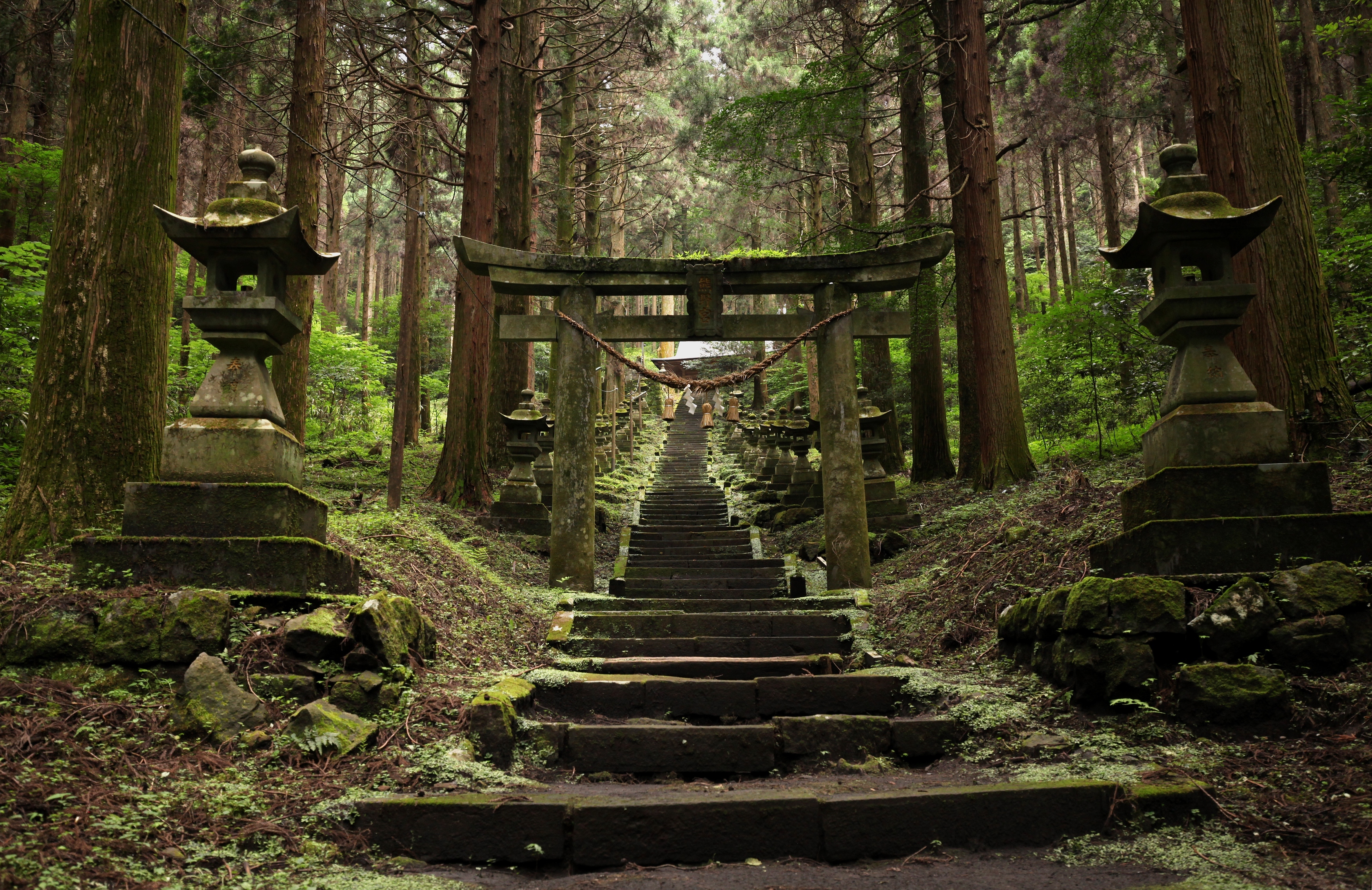 японские леса фото