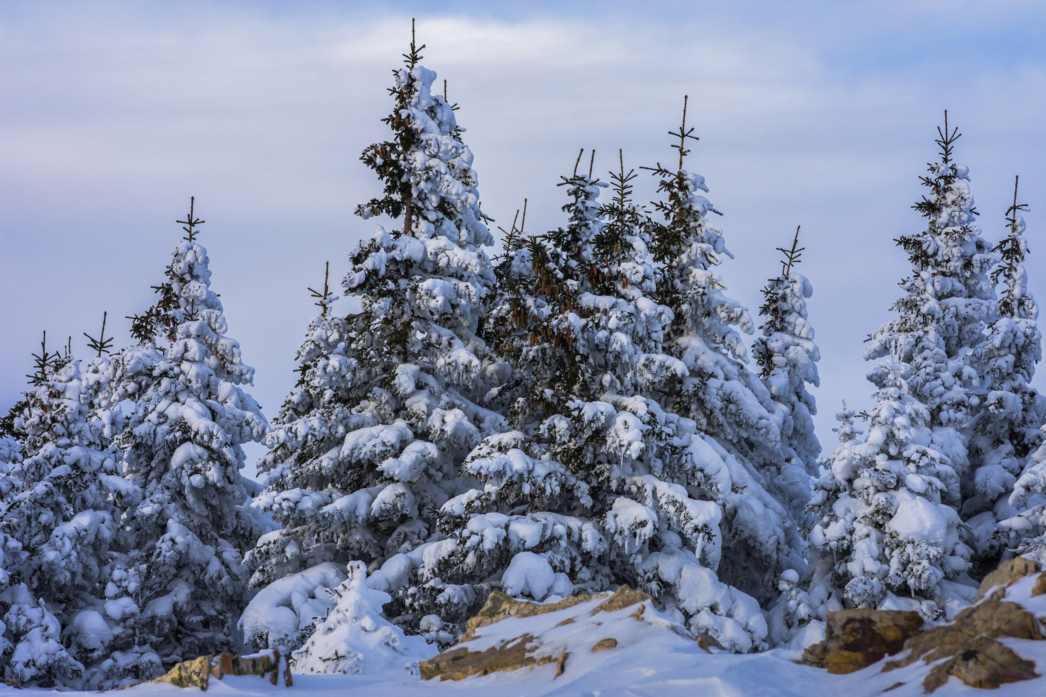 Ели камни. Обои для андроид вертикальные природа зима. Fairy Winter Wallpaper.