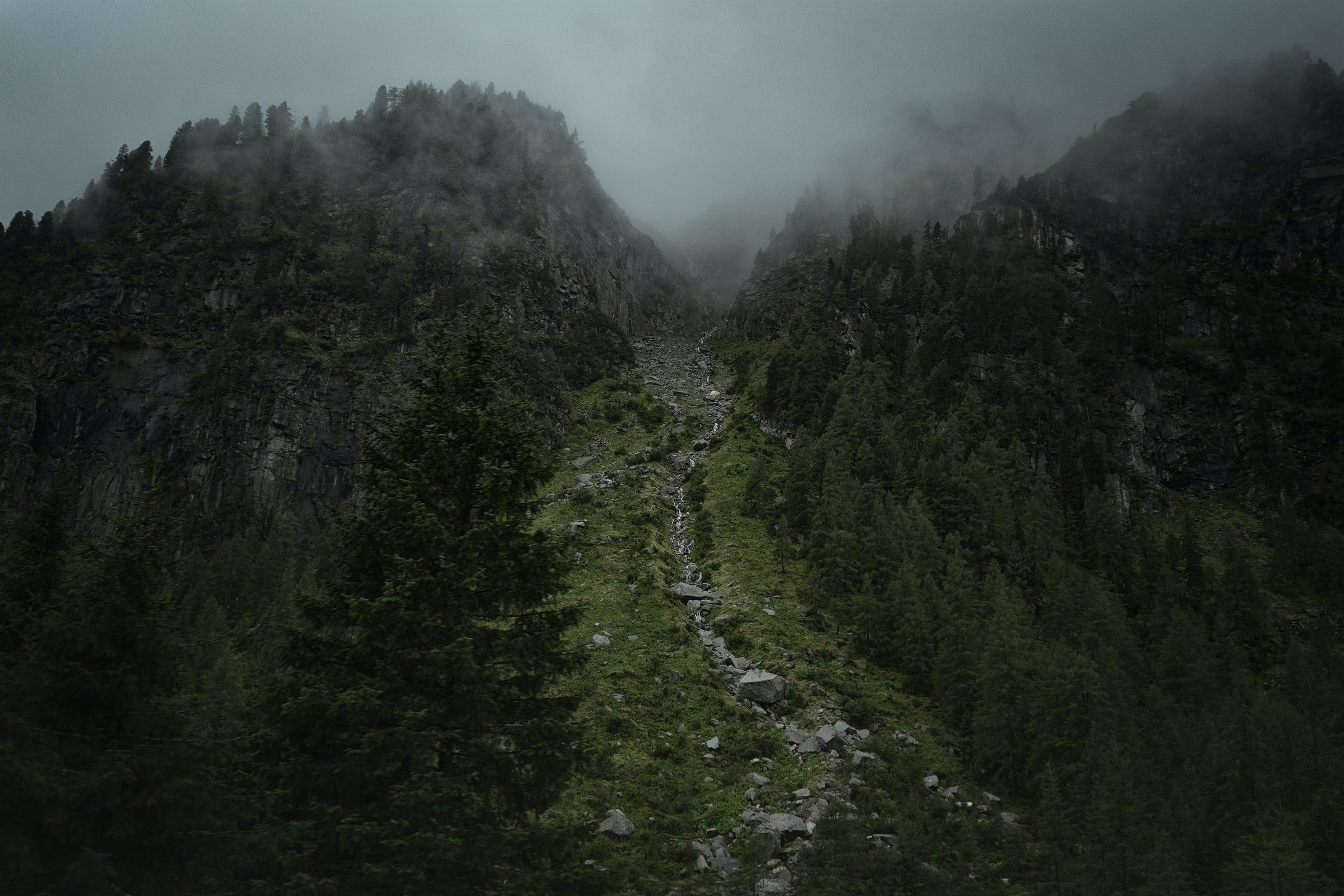 Лес горы слились все. Шварцвальд тропа. Перевал Кату-Ярык горный Алтай. Лес Триллемарка-Роллагсфьелл. Лесистый склон Горная тропа Кавказ.
