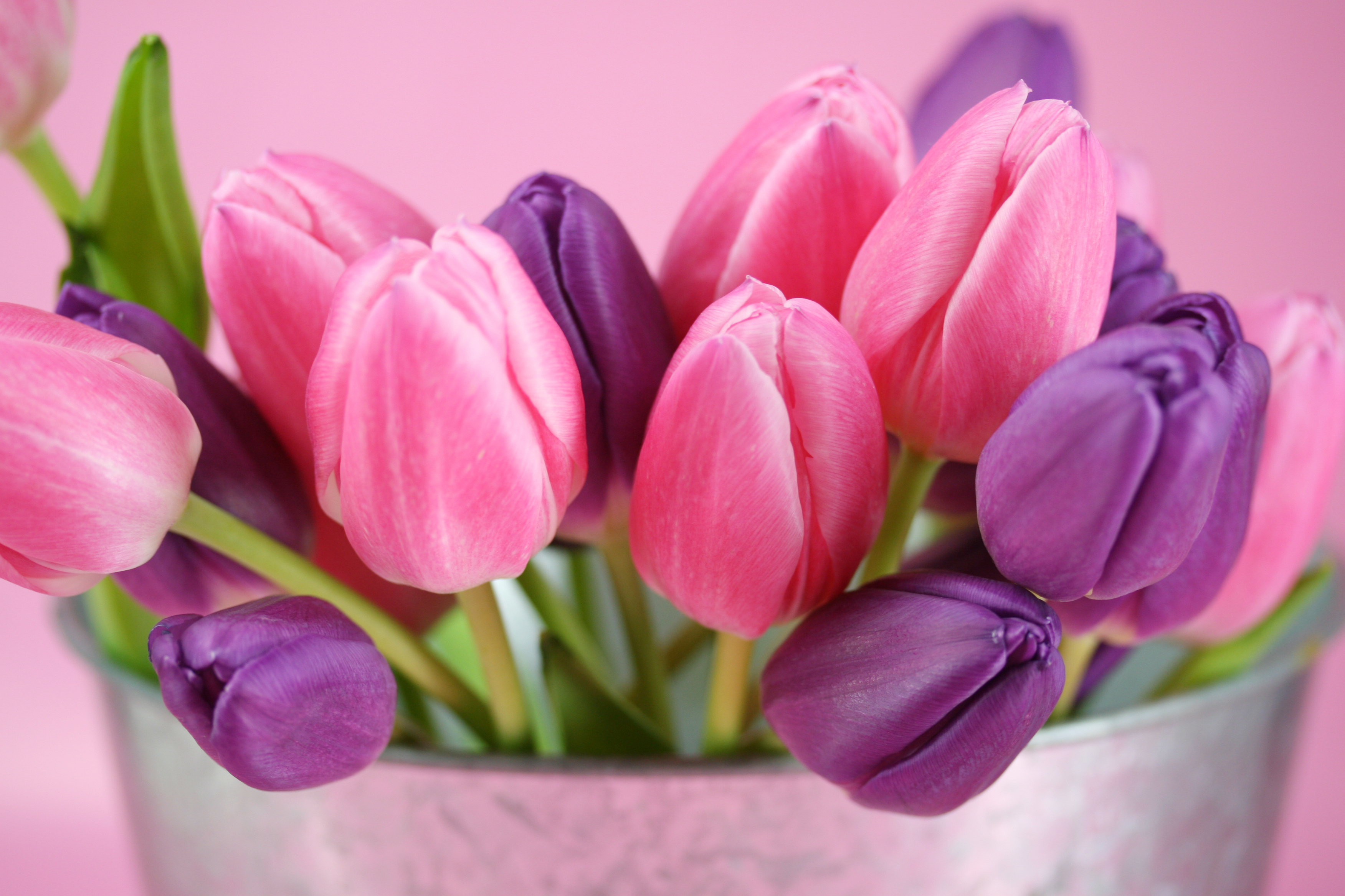 Обои на телефон красивые тюльпаны. Тюльпан Пинк Стоун. Тюльпан Мелроуз. Весенние цветы тюльпаны. Розовые тюльпаны.