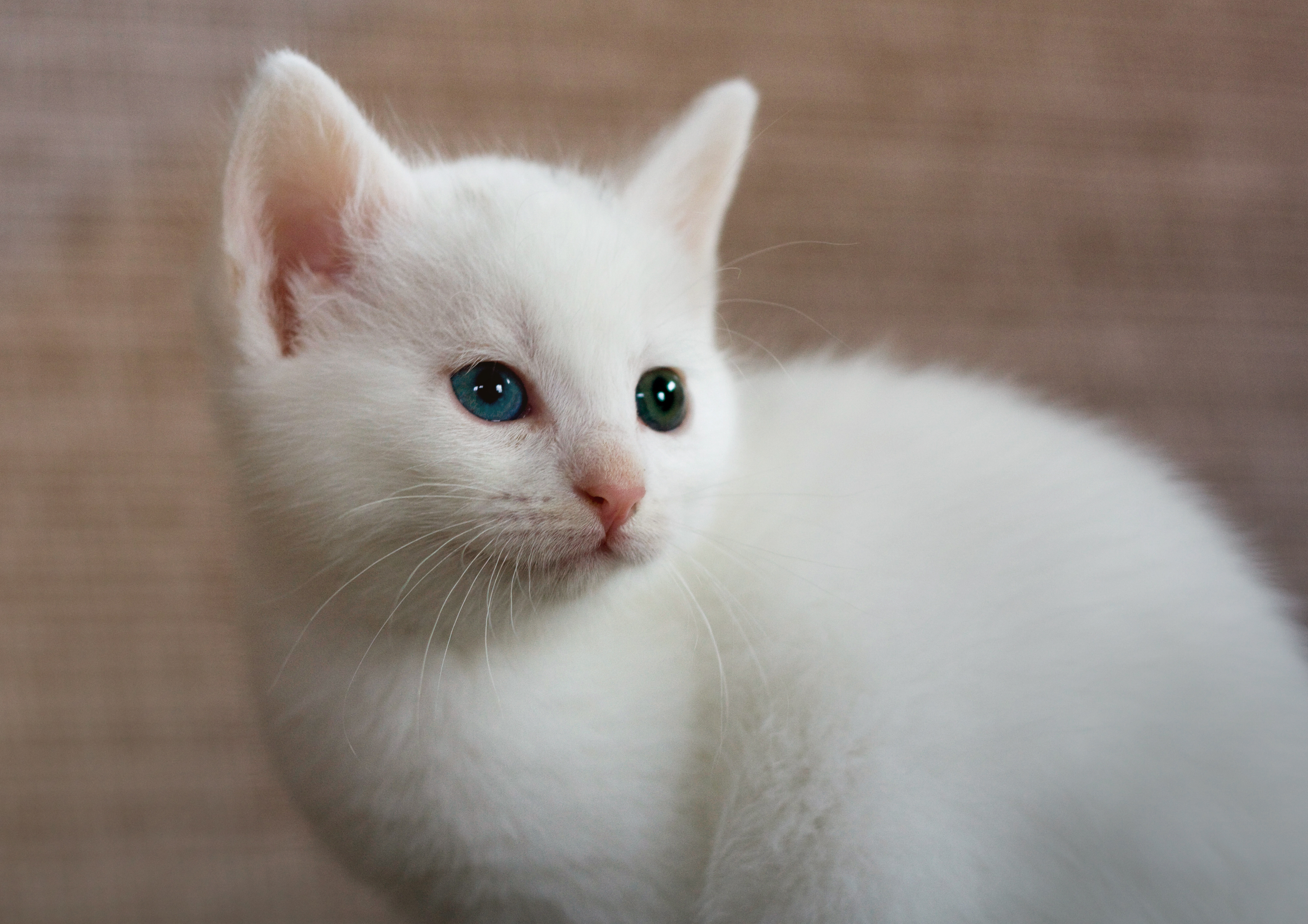 Беленьких котиков. Порода кошек альбинос. Маленький Беленький котенок. Турецкий Ван. Турецкий Ван альбинос.