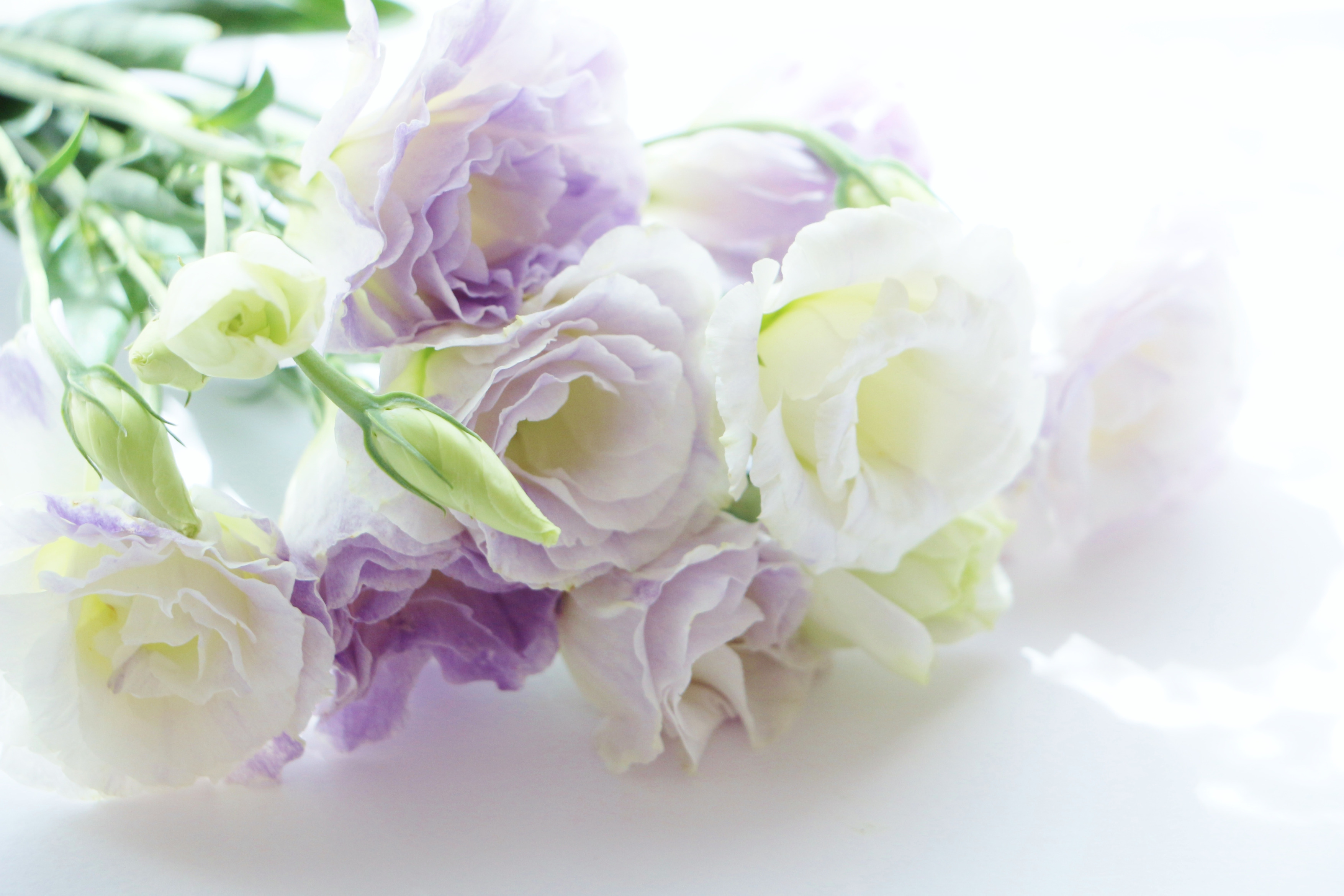 Нежные цветы поздравление. Цветы эустома белая. Эустома лизиантус белая. Белый лизиантус цветок. Нежный букет эустома.