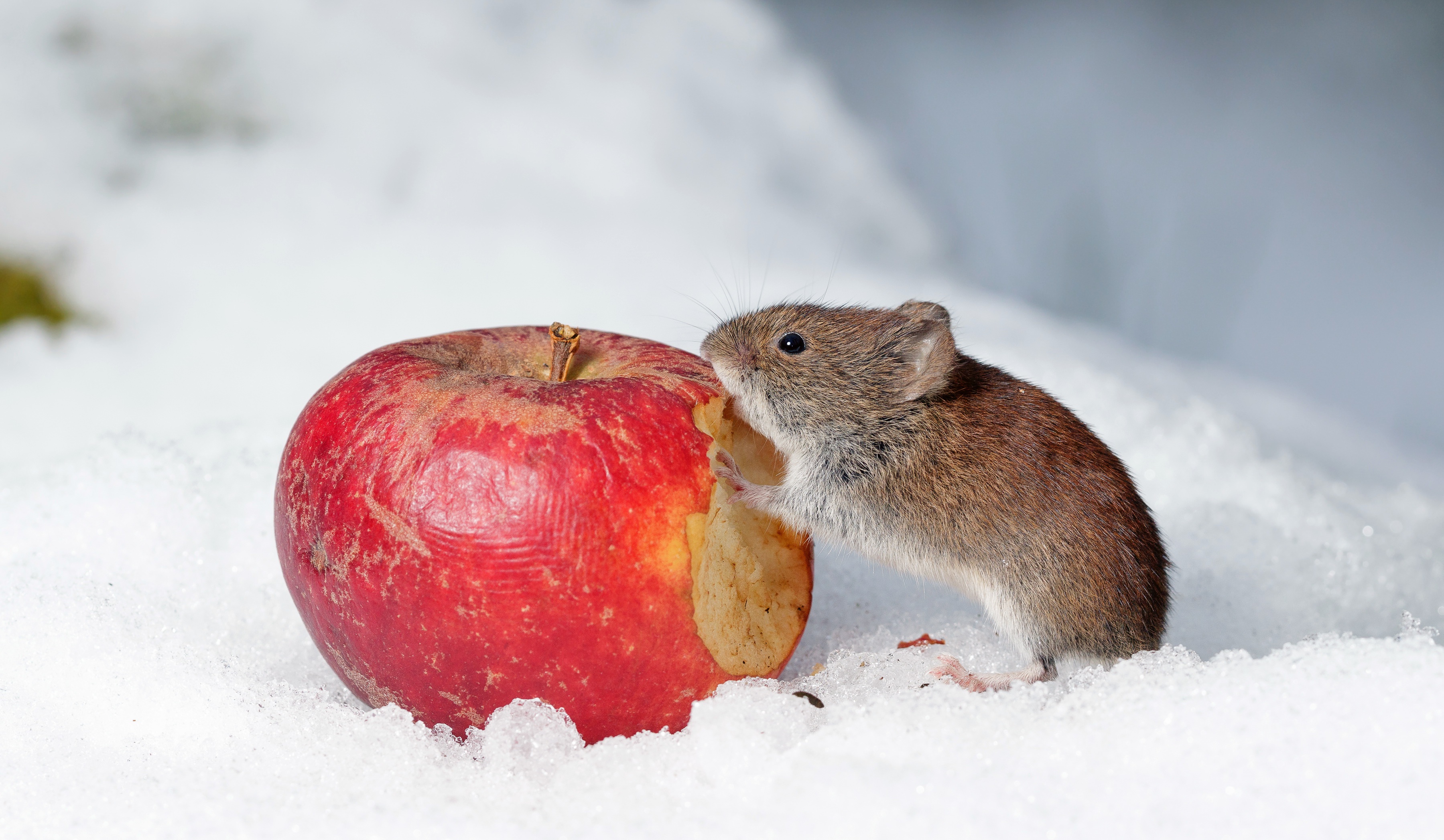 Тихо возится под снегом робкая мышь. Хомяк зима. Хомяк зимой. Мышь зимой.