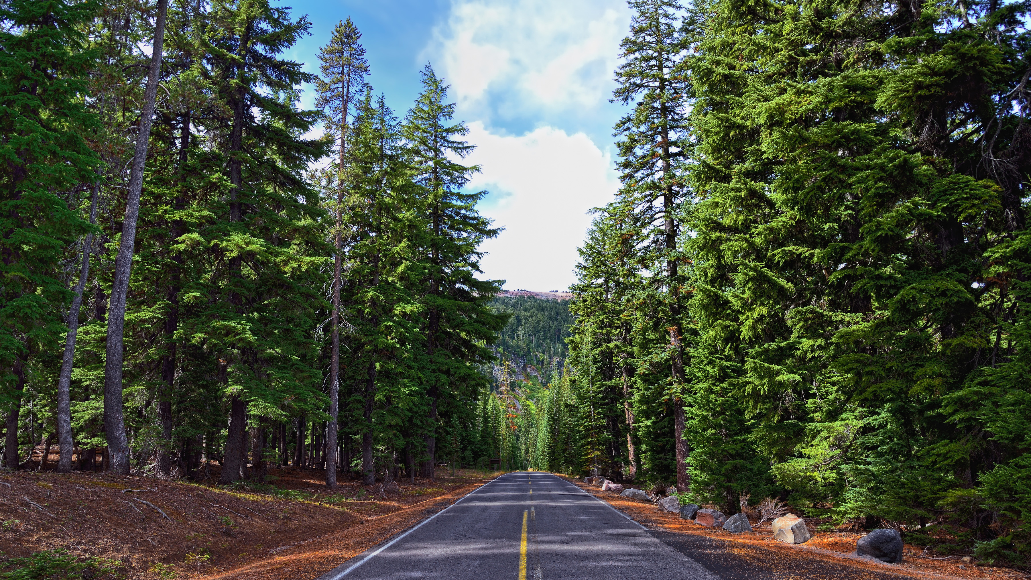 Different roads. Орегон Вашингтон лес. Орегон трасса горы лес. Хвойный лес Зеленогорск. Дорога в ЕКБ хвойный лес.