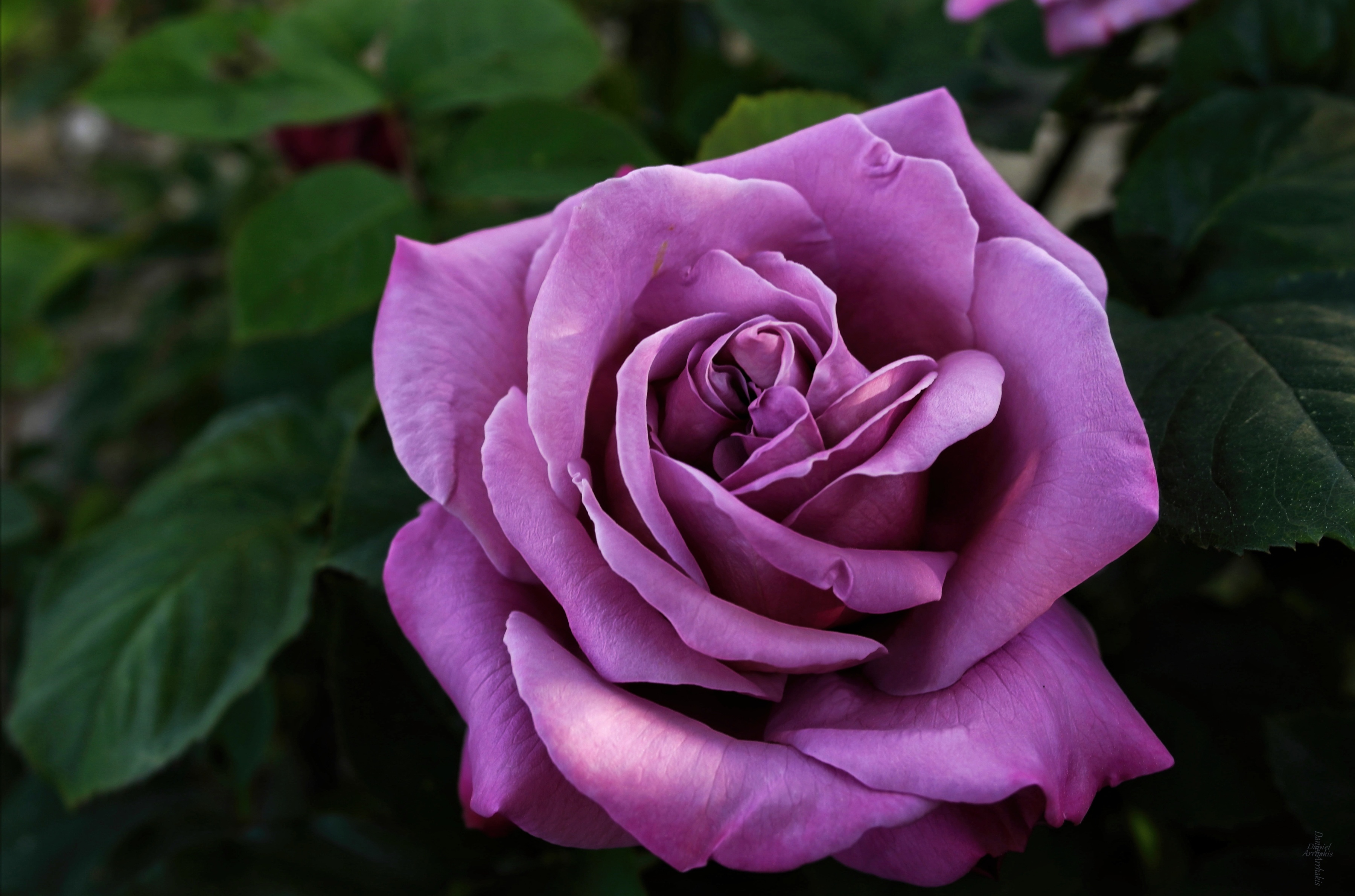 Purple rose