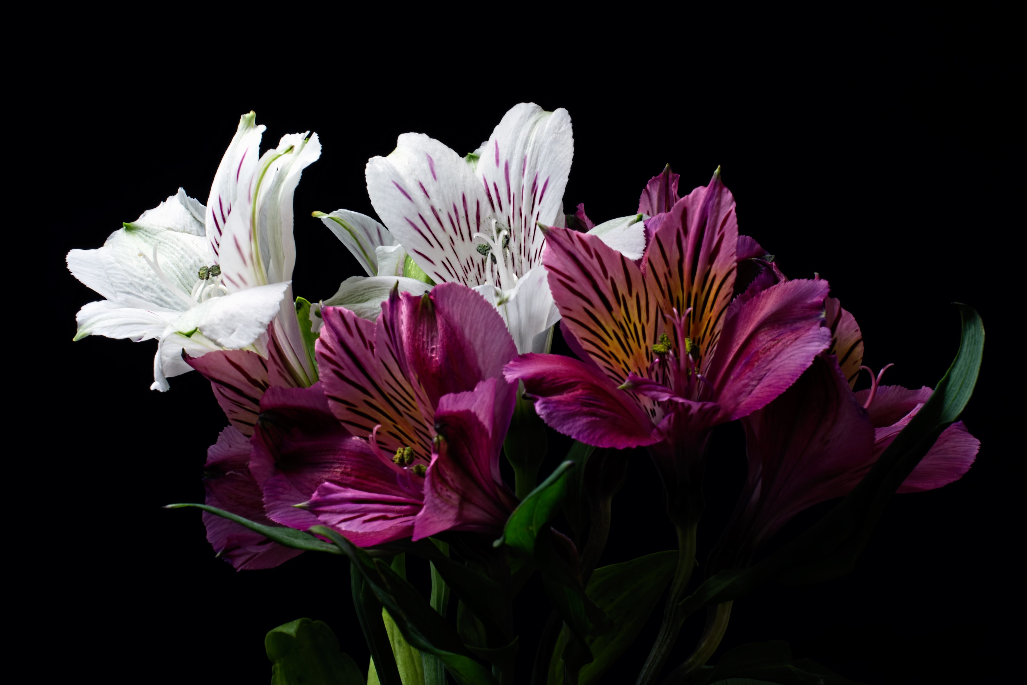 Alstroemeria Aurea