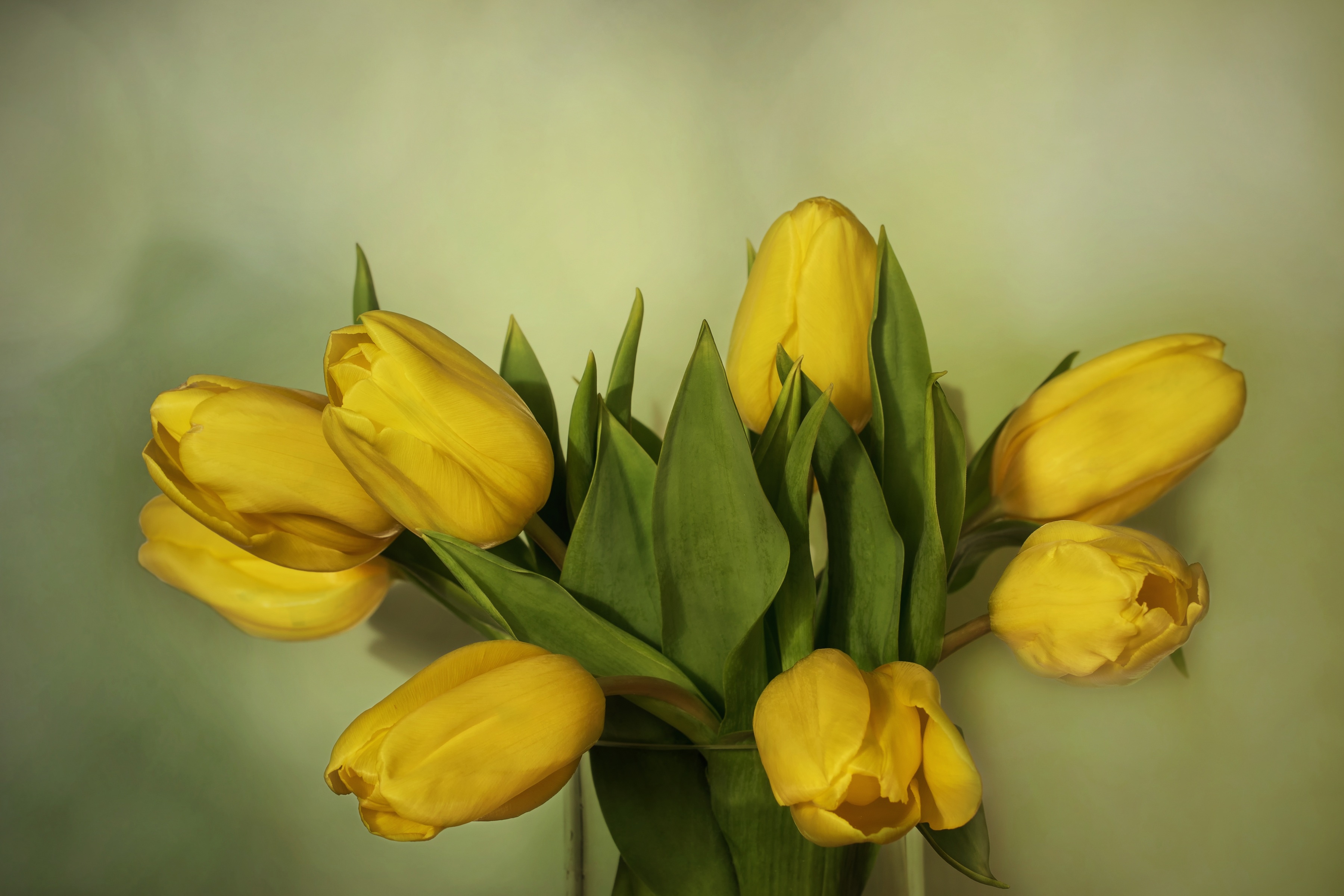 Почему тюльпаны желтеют. Желтые тюльпаны. Желтые тюльпаны цветы. Букет желтых тюльпанов на окне. Желтые тюльпаны в вазе.