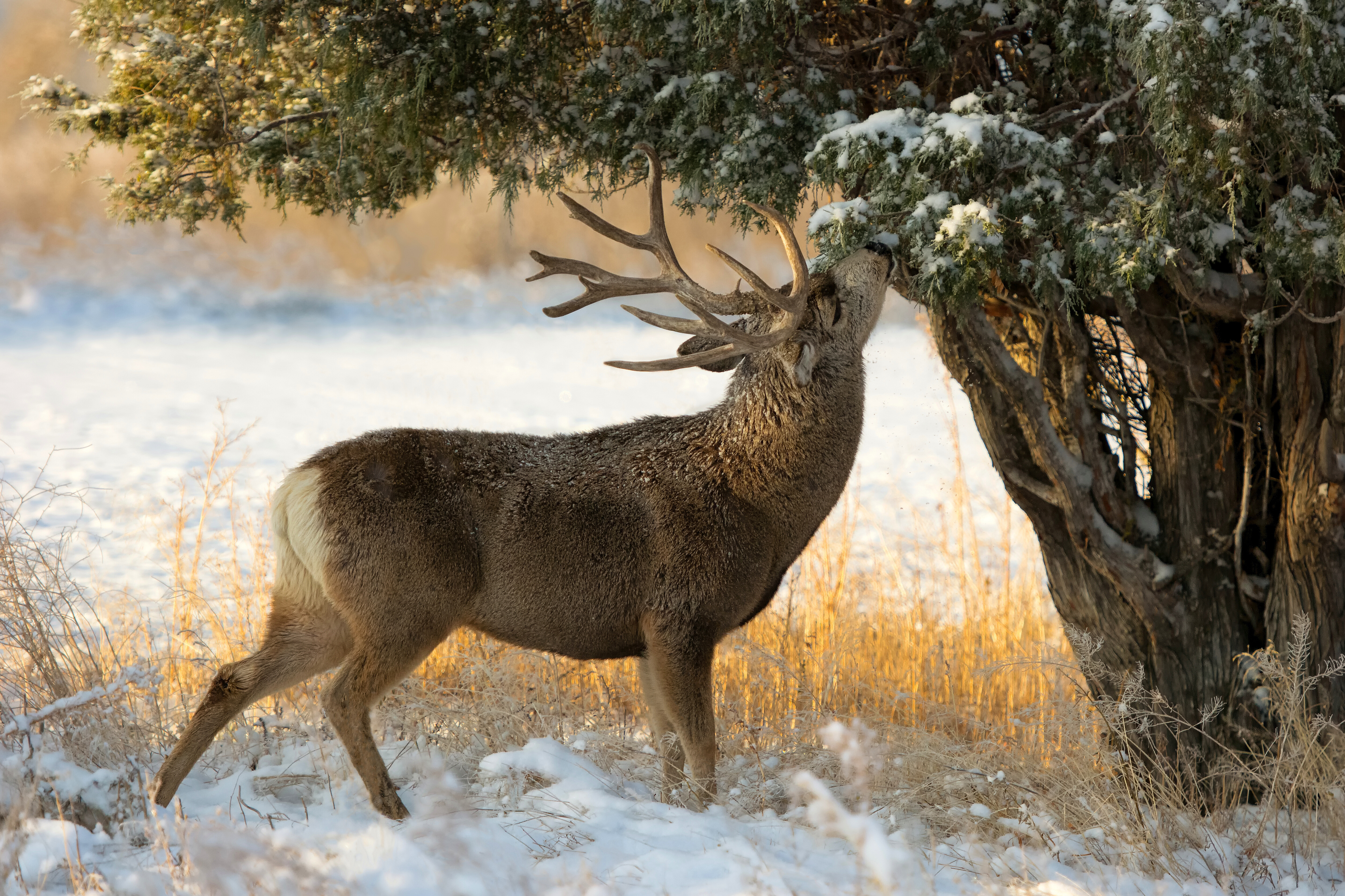 Deer photo. Зимние животные. Олень. Животные зимой. Олень в зимнем лесу.