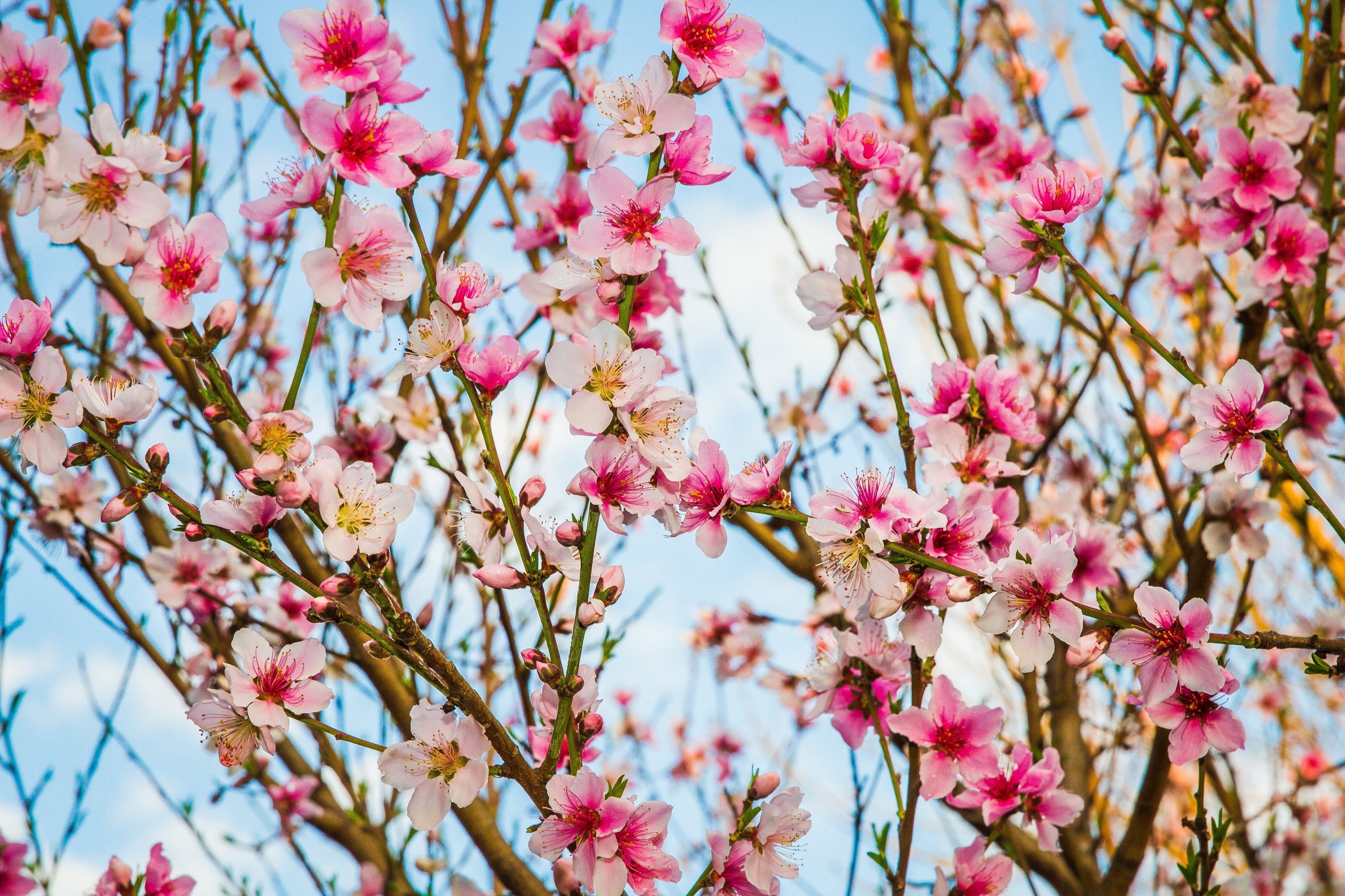 Цветет розовыми цветочками. Персик дерево цветение. Цветение миндаля в Крыму. «Персиковое дерево в цвету» (1888,музей крёллер — Мюллер, Отерло). Цветение персикового дерева весной.