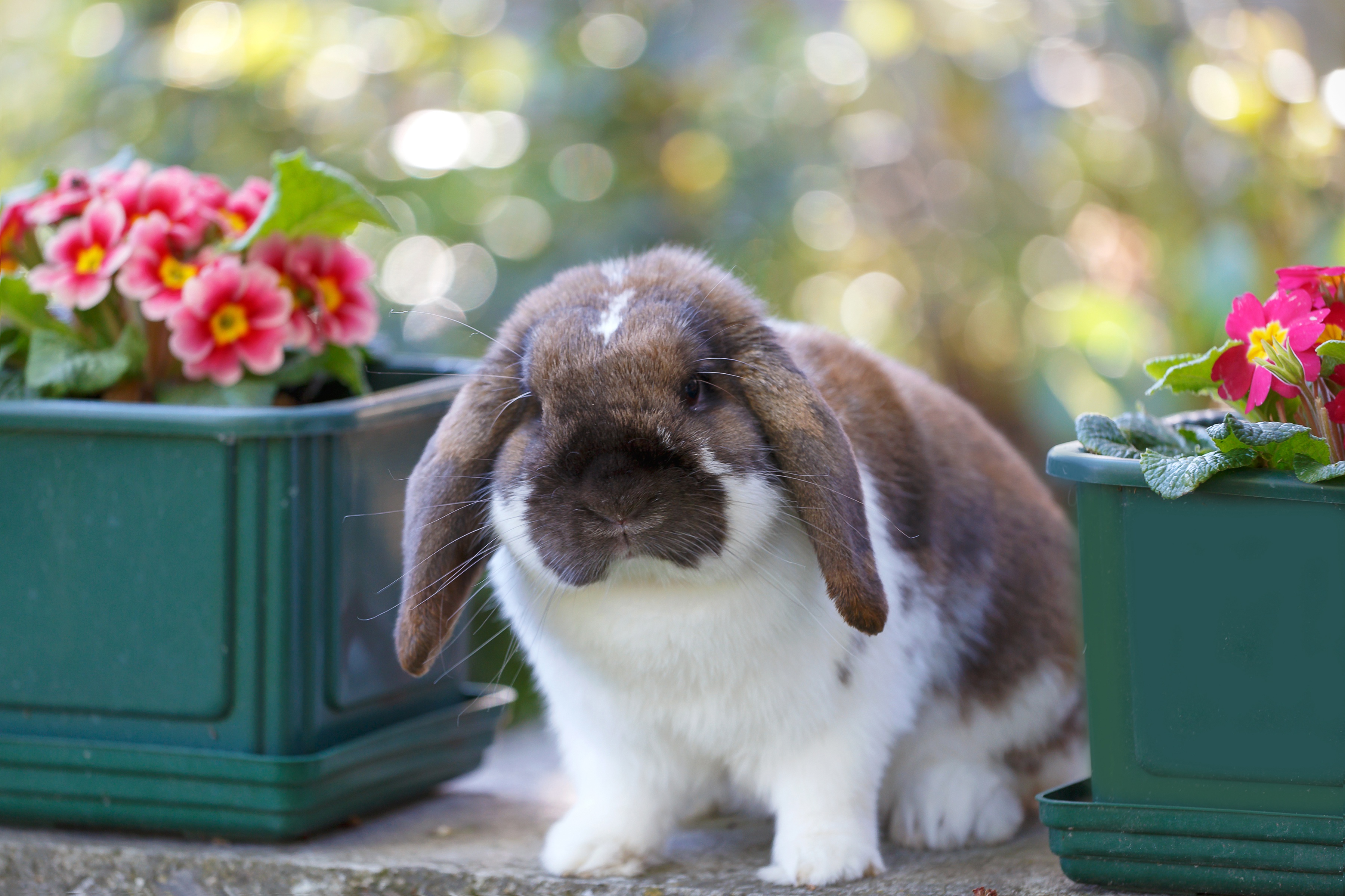 Весенняя лень. Кролик карликовый вислоухий бабочка. Красивый кролик. Красивые крольчата. Симпатичный кролик.