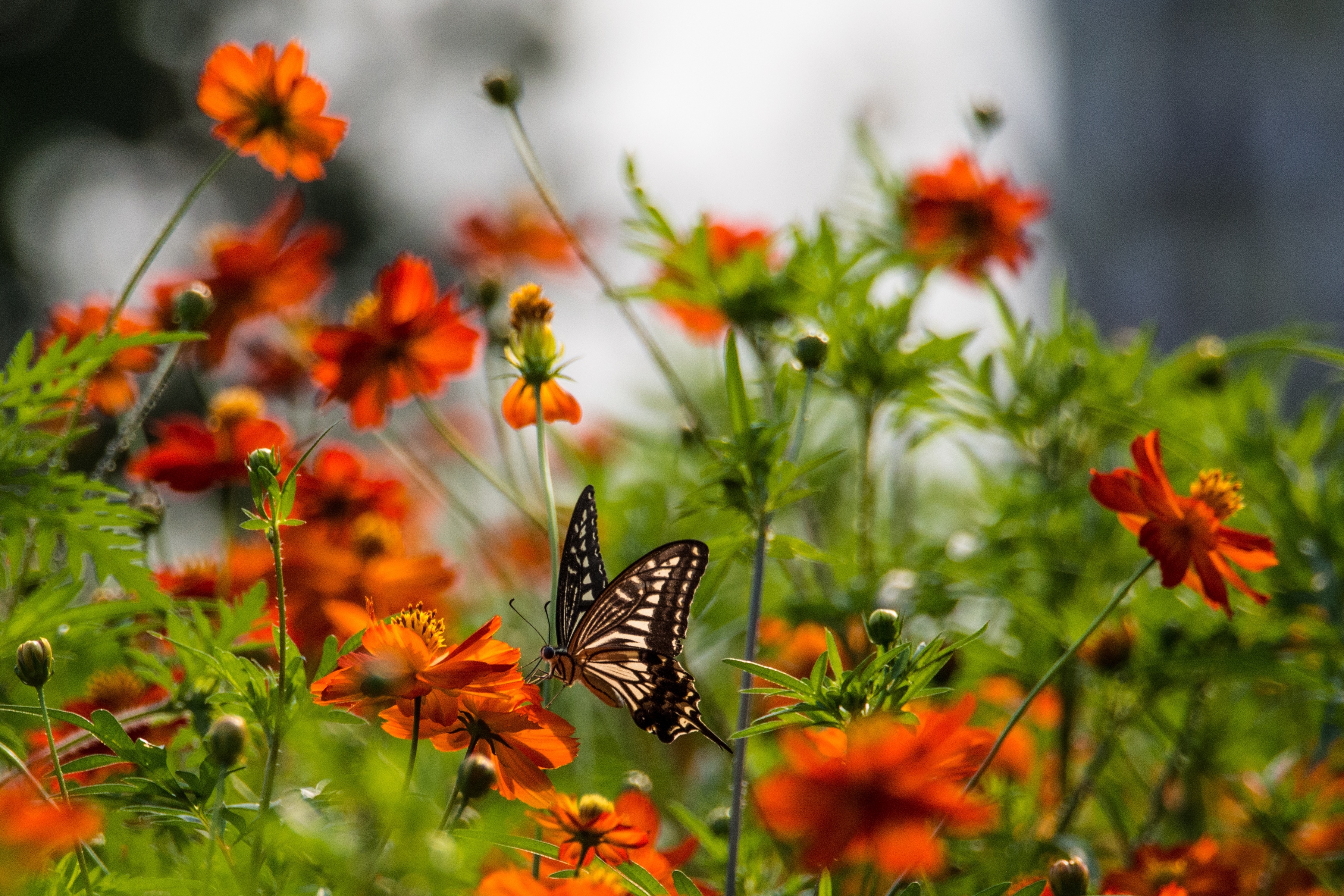Поле цветы бабочки. Лето бабочки. Природа цветы. Лето цветы бабочки. Бабочка на цветке.