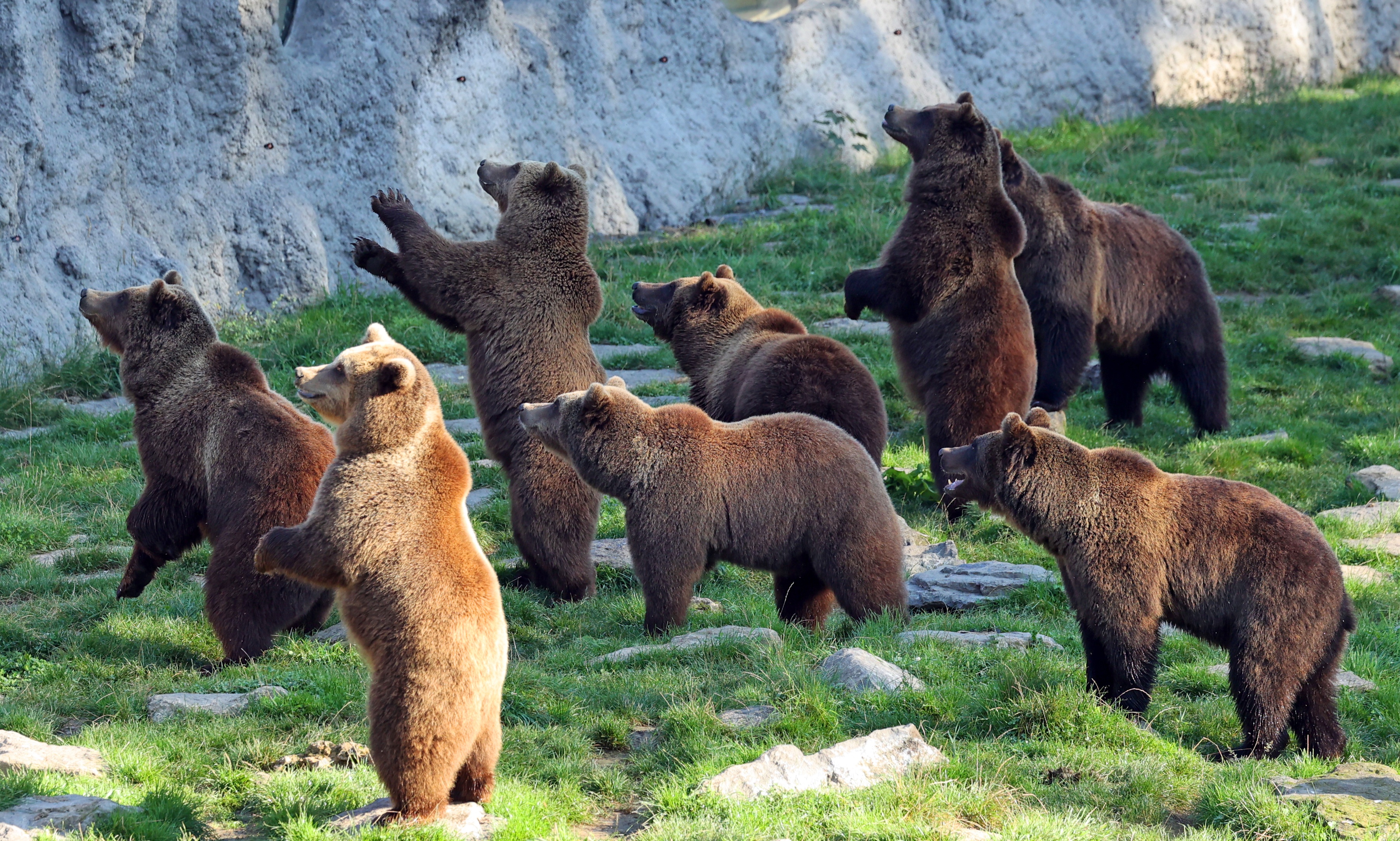 Популяция бурых медведей. Медведь Пестун. Много медведей. Стая медведей.