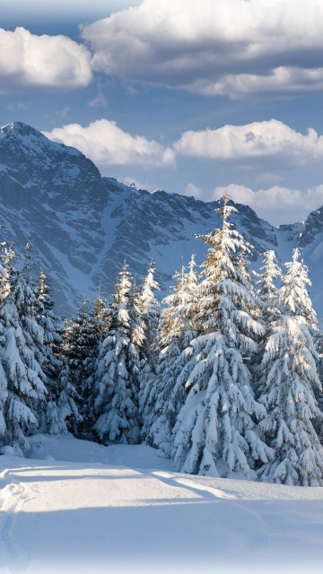 зима, лес, небо, облака, горы, природа, красиво