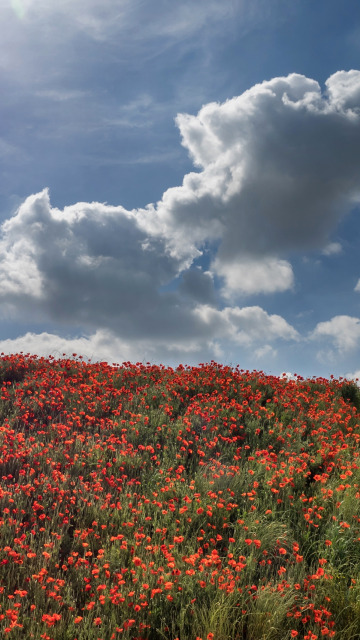 лето, небо, трава, солнце, облака, цветы, красный, холмы