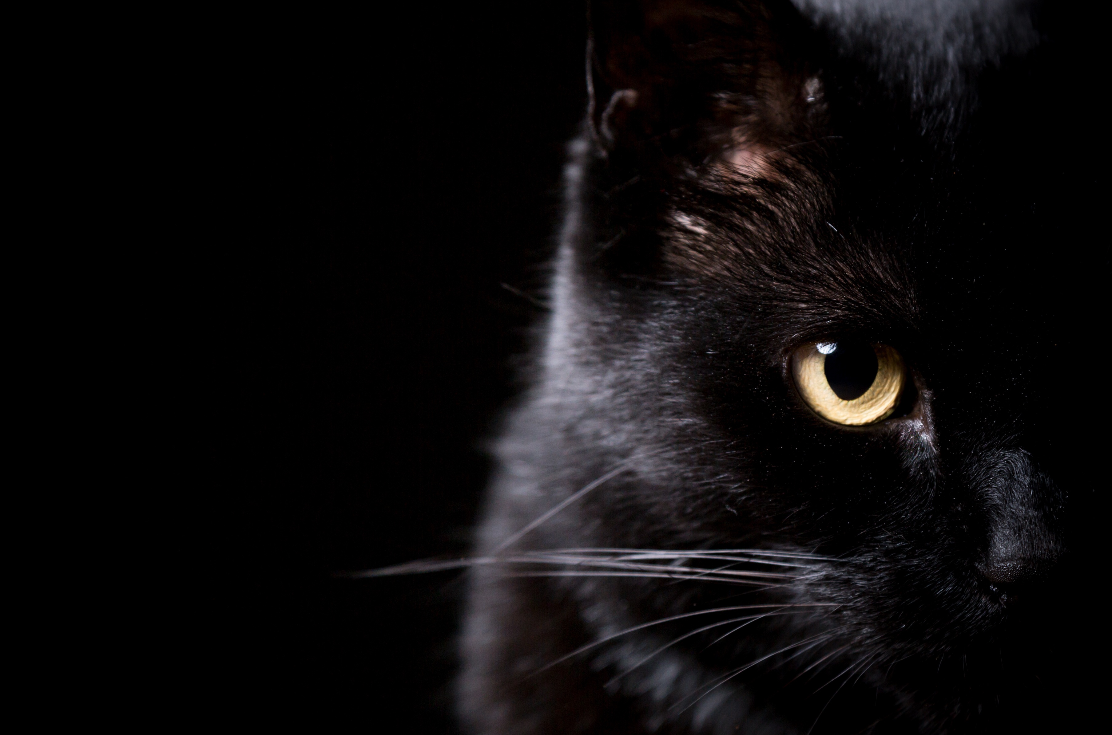 Черных картинках. Черная картинка. Обои на рабочий стол черная кошка. Черный кот на черном фоне. Черные коты на черном фоне.