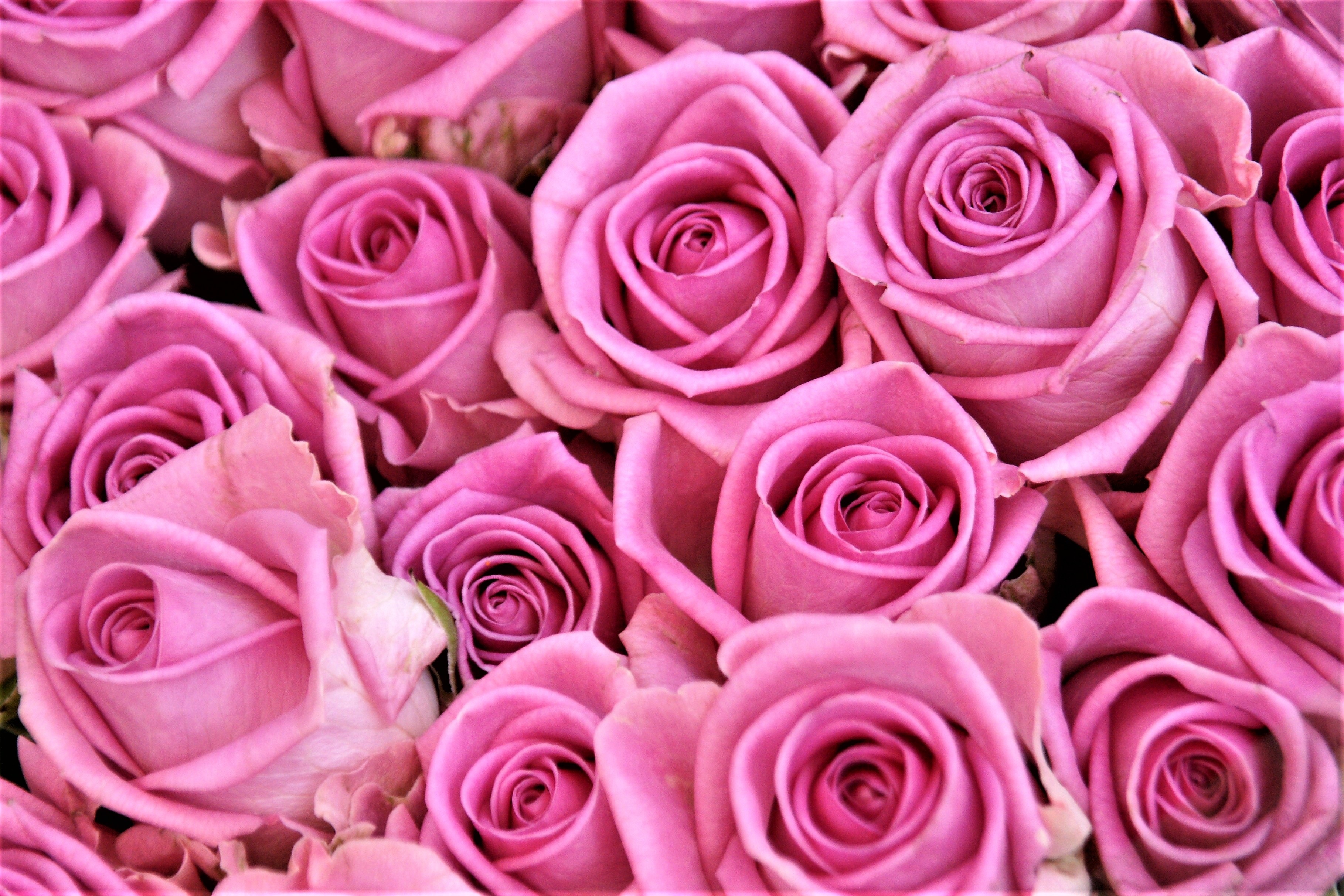 Обои розочки. Розы Пинк Фловерс. Розовые розы.
