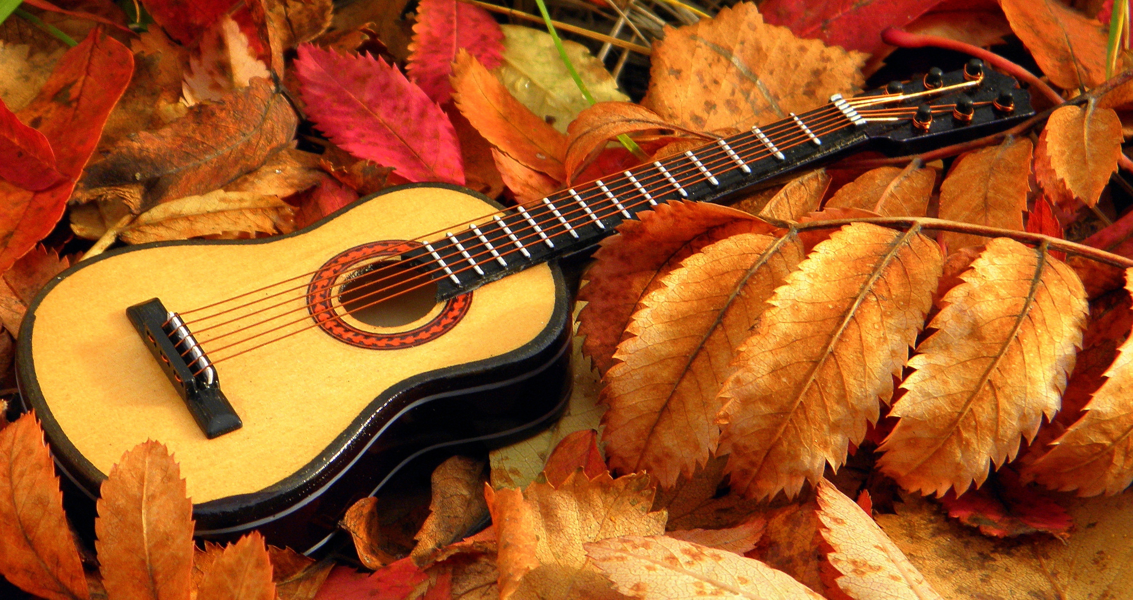 Осенние листья песня. Осенняя гитара. Гитара в осенних листьях. Электрогитара осень. Гитара в осенней листве.
