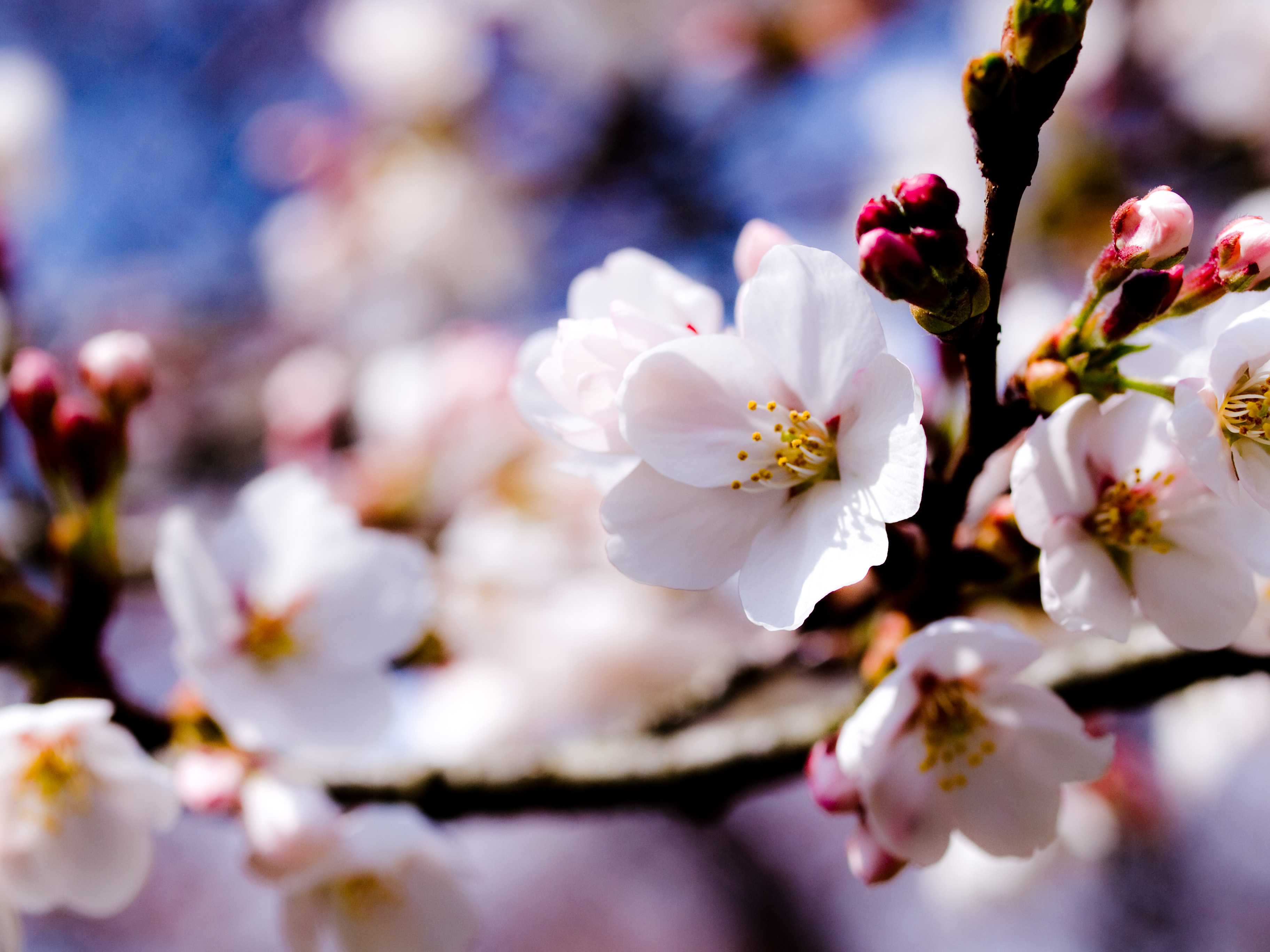 Vesna. Уайт-спринг. Весна. Цветение деревьев. Цветы яблони.