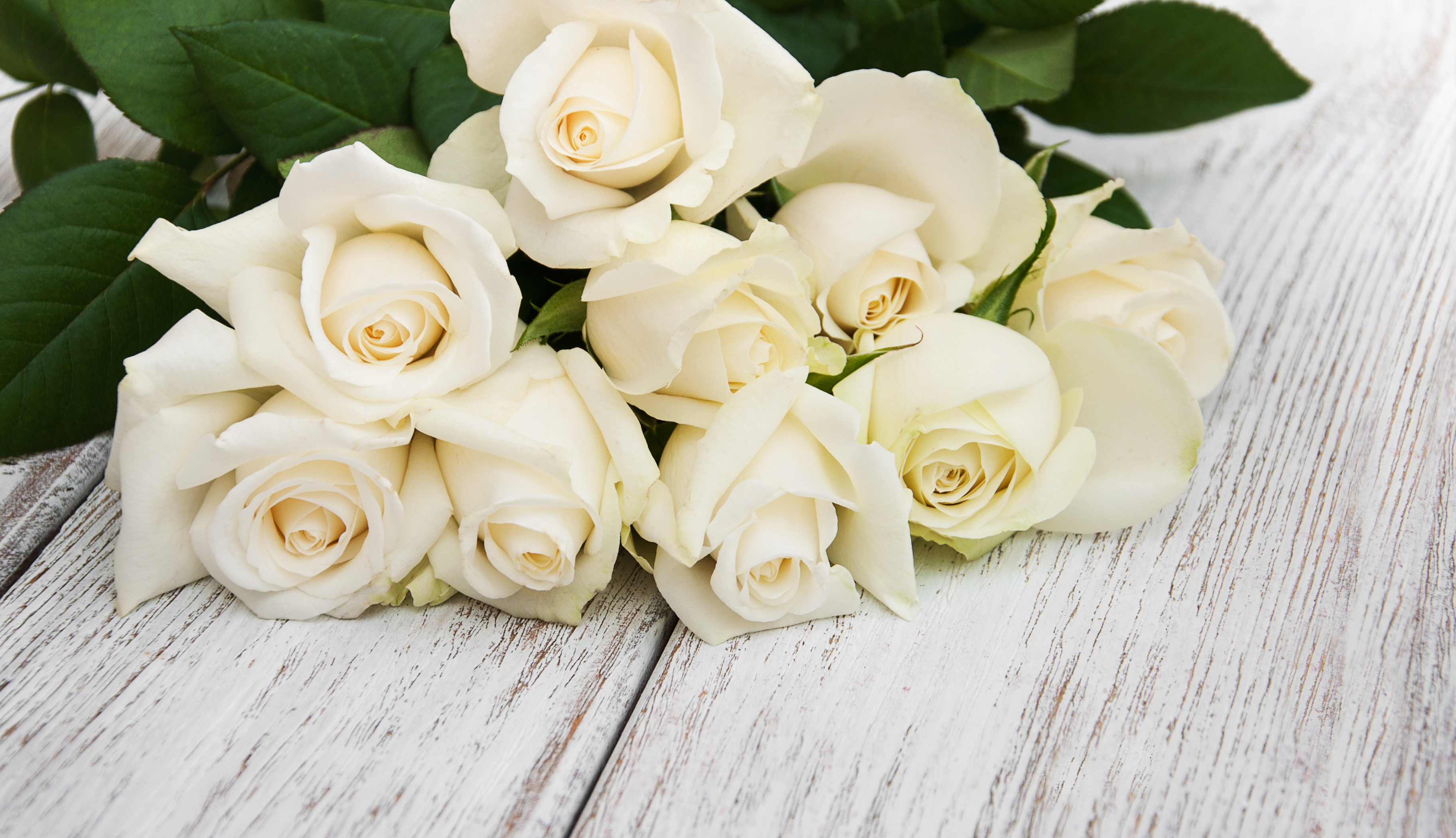 Воскресно белый. Белые розы. Красивые белые розы. Букет белых роз.