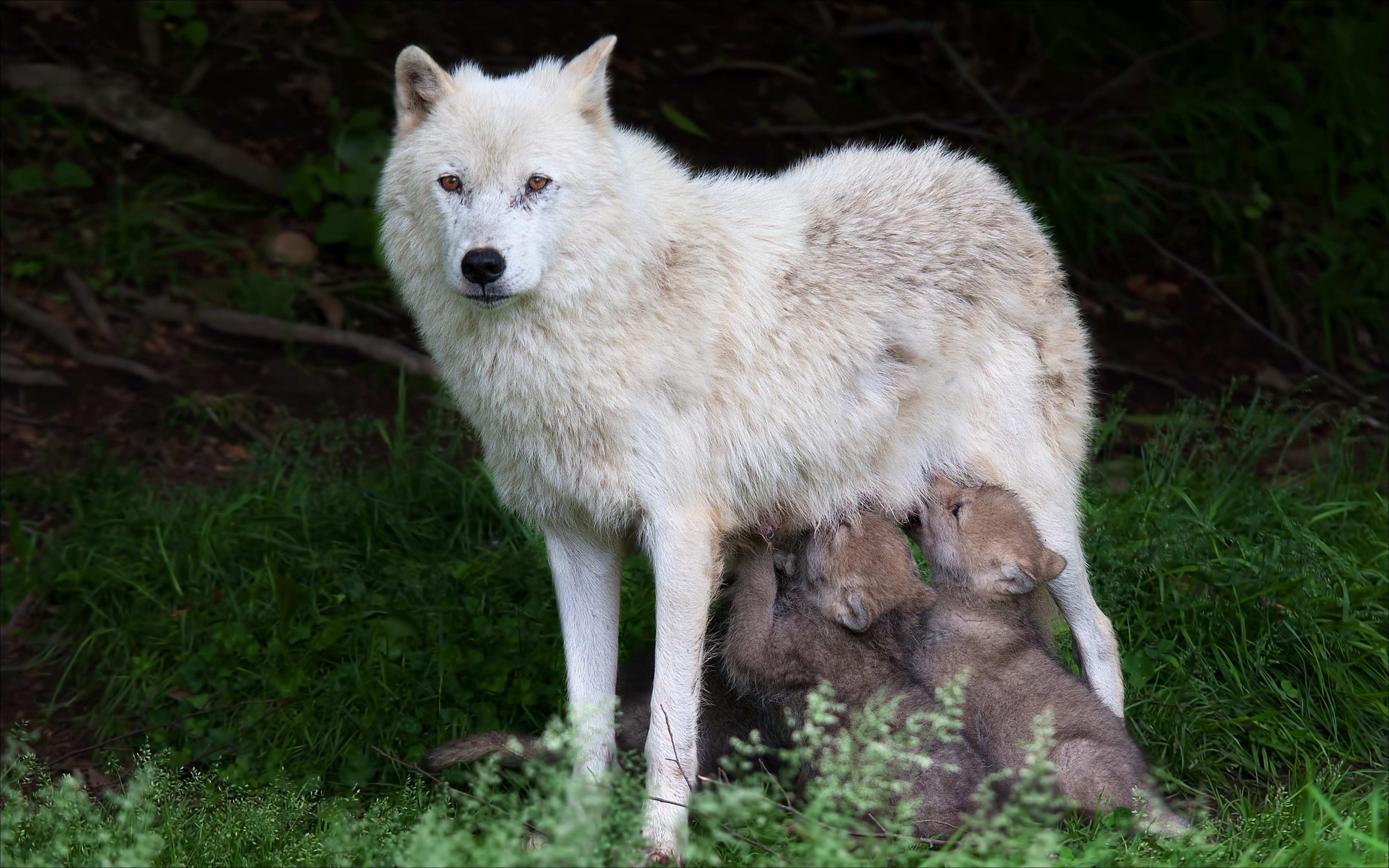 Обои животные, природа, волки, волчата, волчица, animals, nature, wolves на  телефон и рабочий стол, раздел животные, разрешение 3688x2305 - скачать