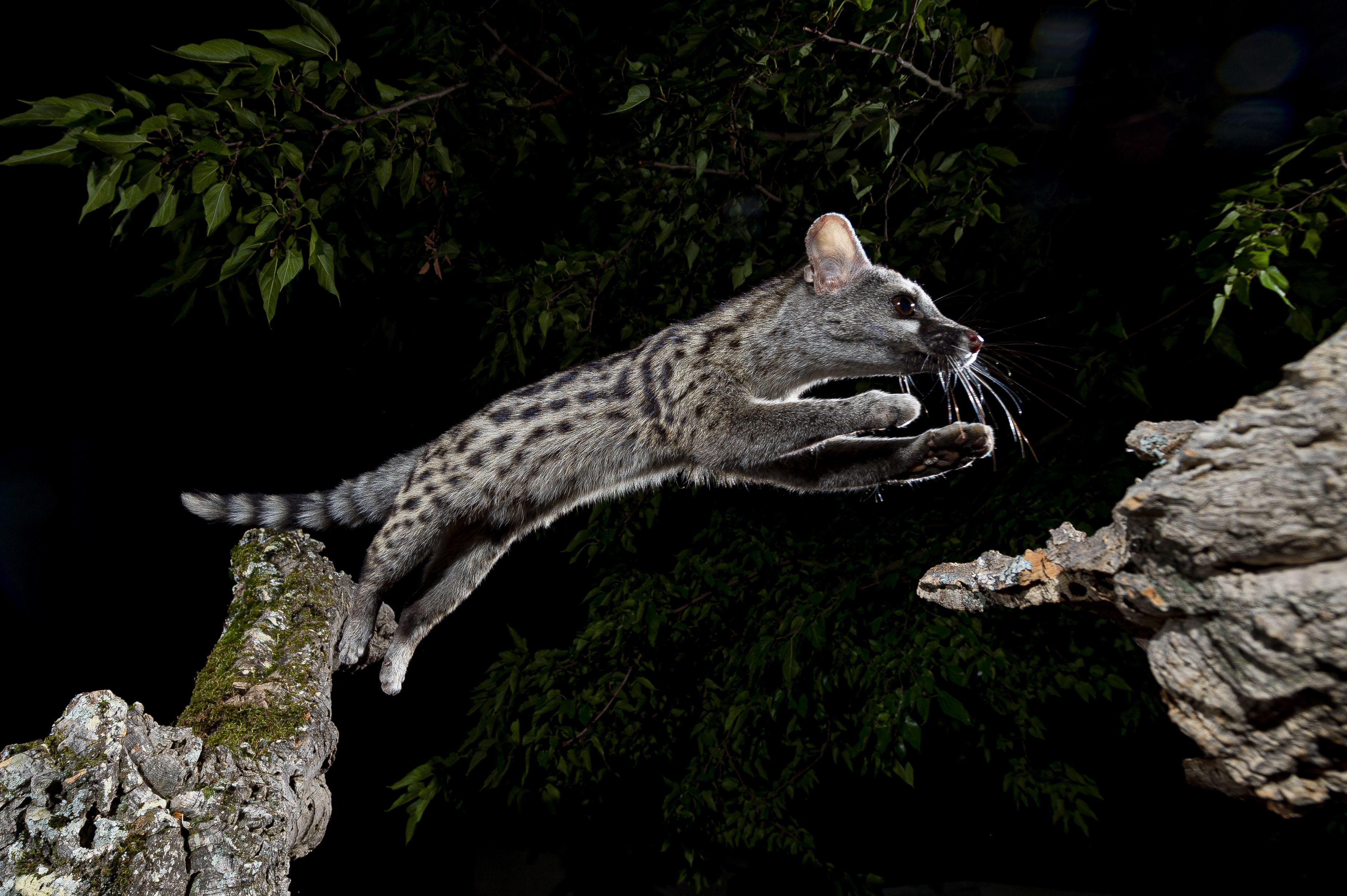 Tree jumping