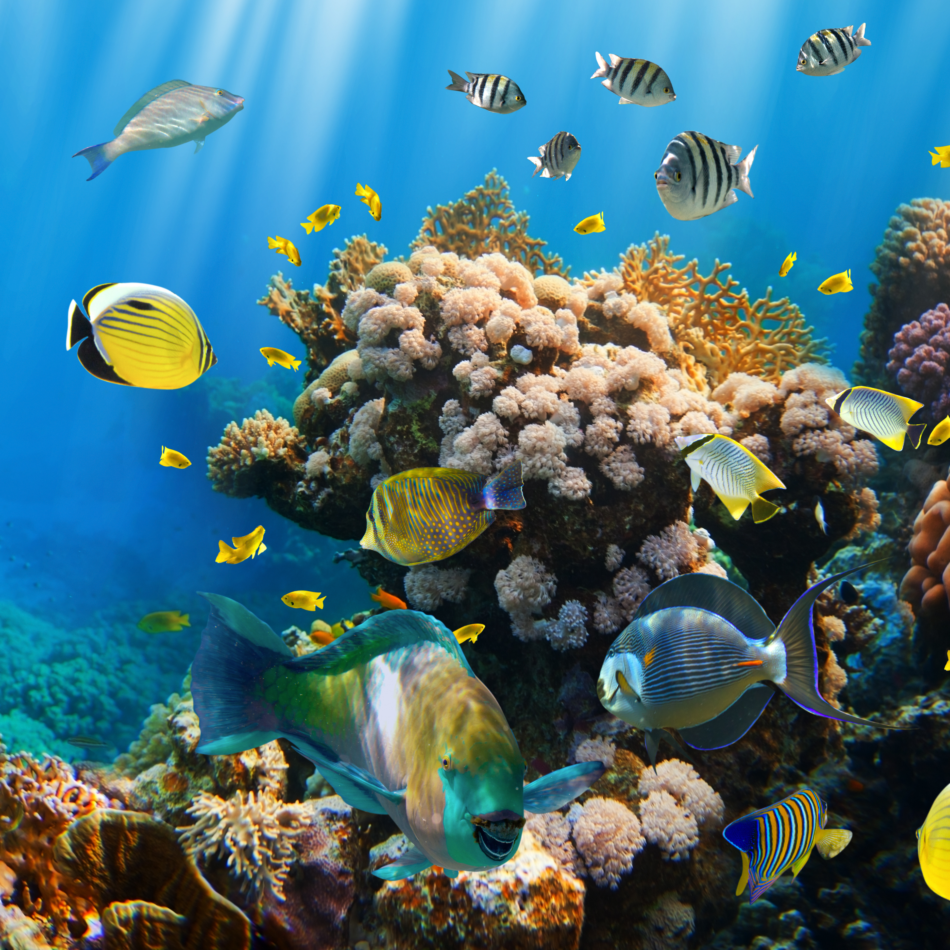 подводный мир моря