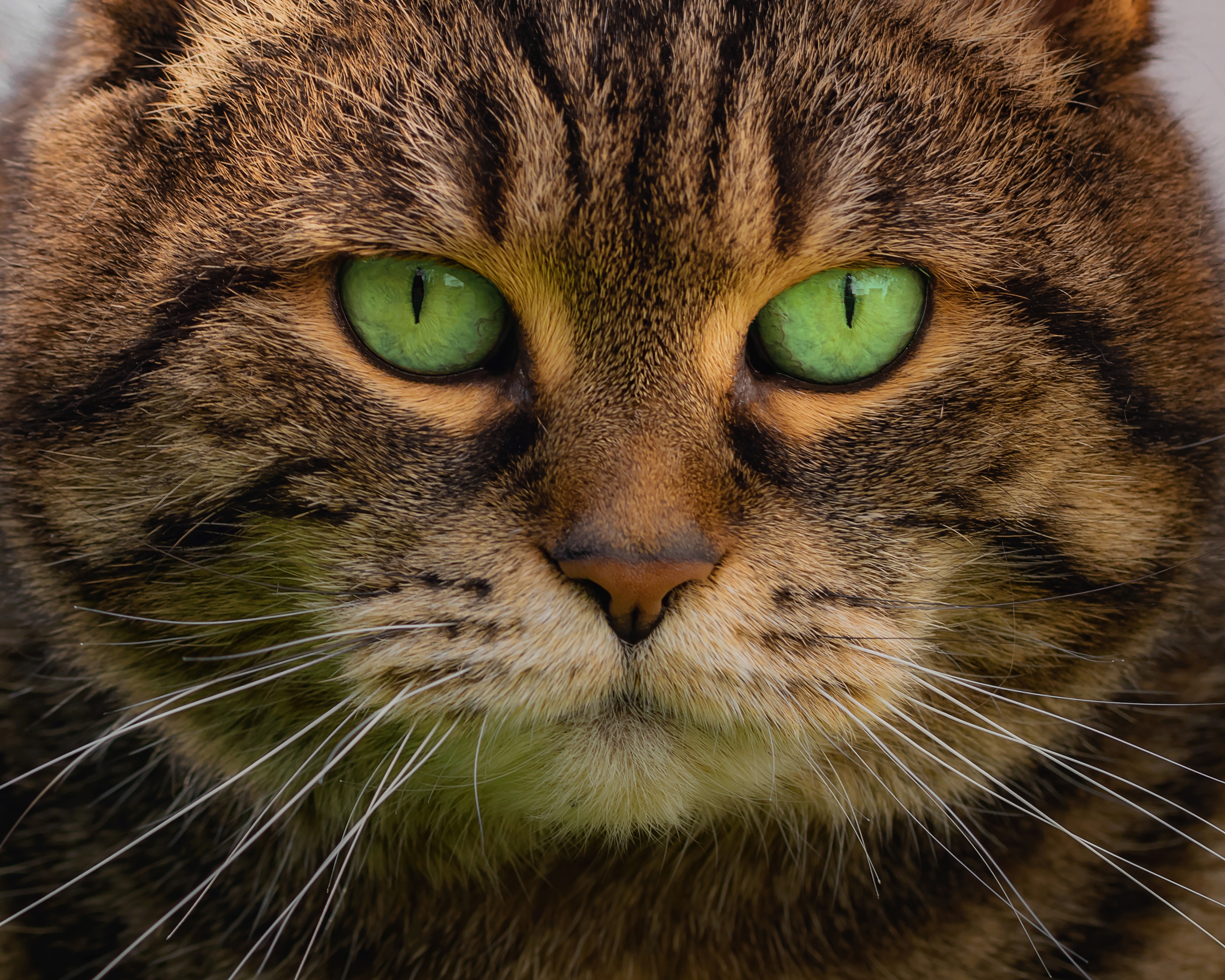 Кошачий. Морда кота. Кошка с зелеными глазами. Кошачий глаз зеленый. Котик с зелеными глазами.