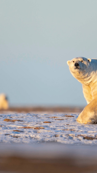 зима, белый, небо, взгляд, снег, природа, поза, фон
