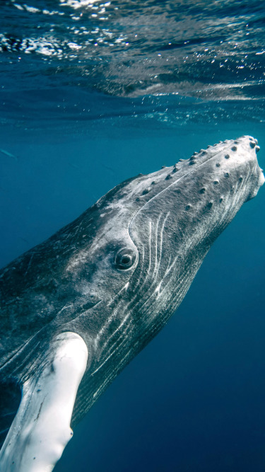 ocean, water, fish, whale, Dominican Republic, closer look, baby humpback whale