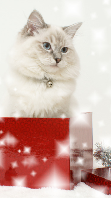 кошка, коробка, новый год, мишура