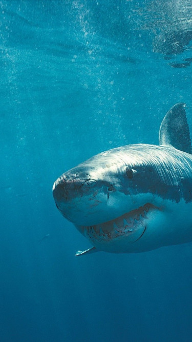 акула, зубы, шрам