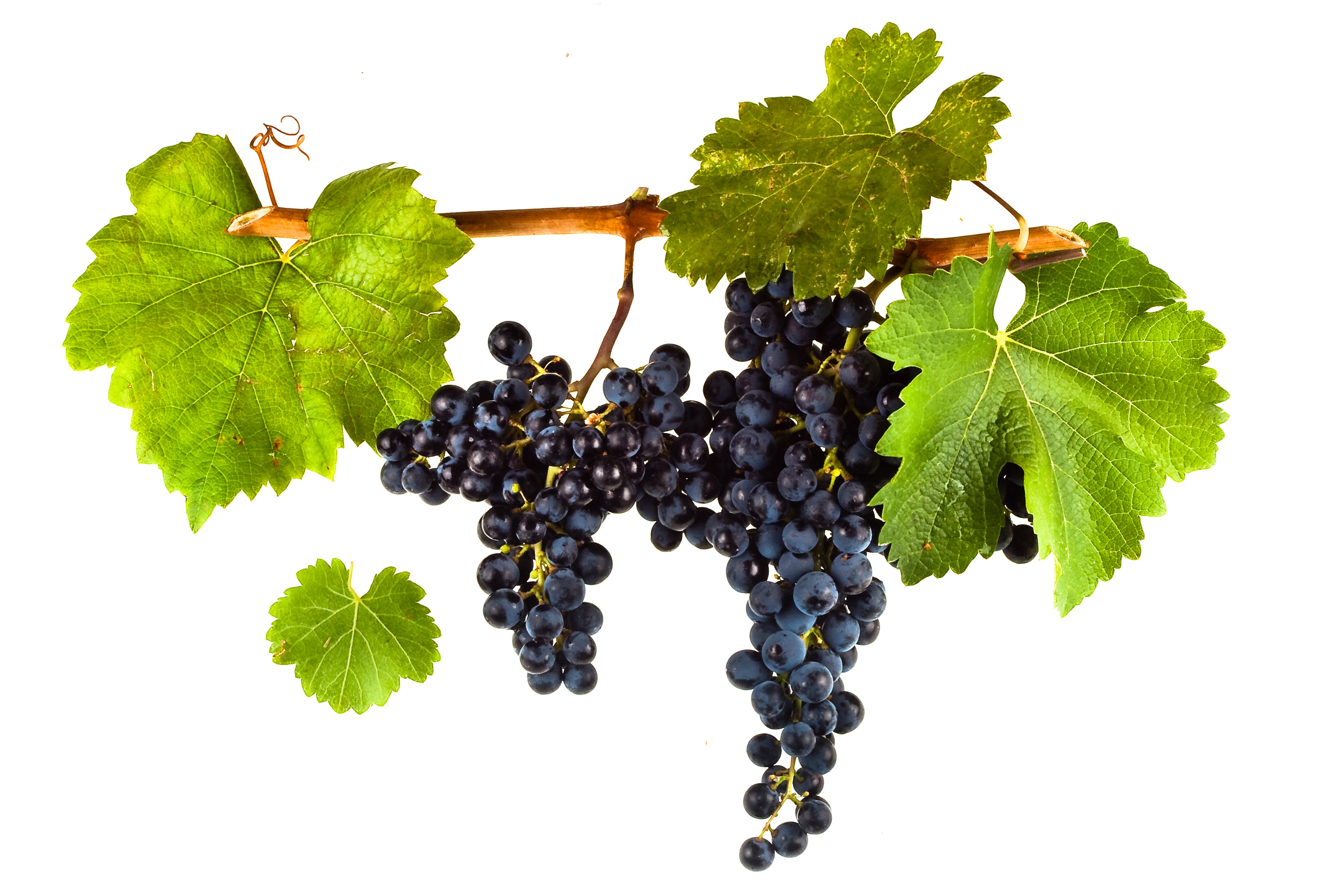 Виноградное вино сканворд. Виноград Vitis. Vitis vinifera. Виноград Бако.