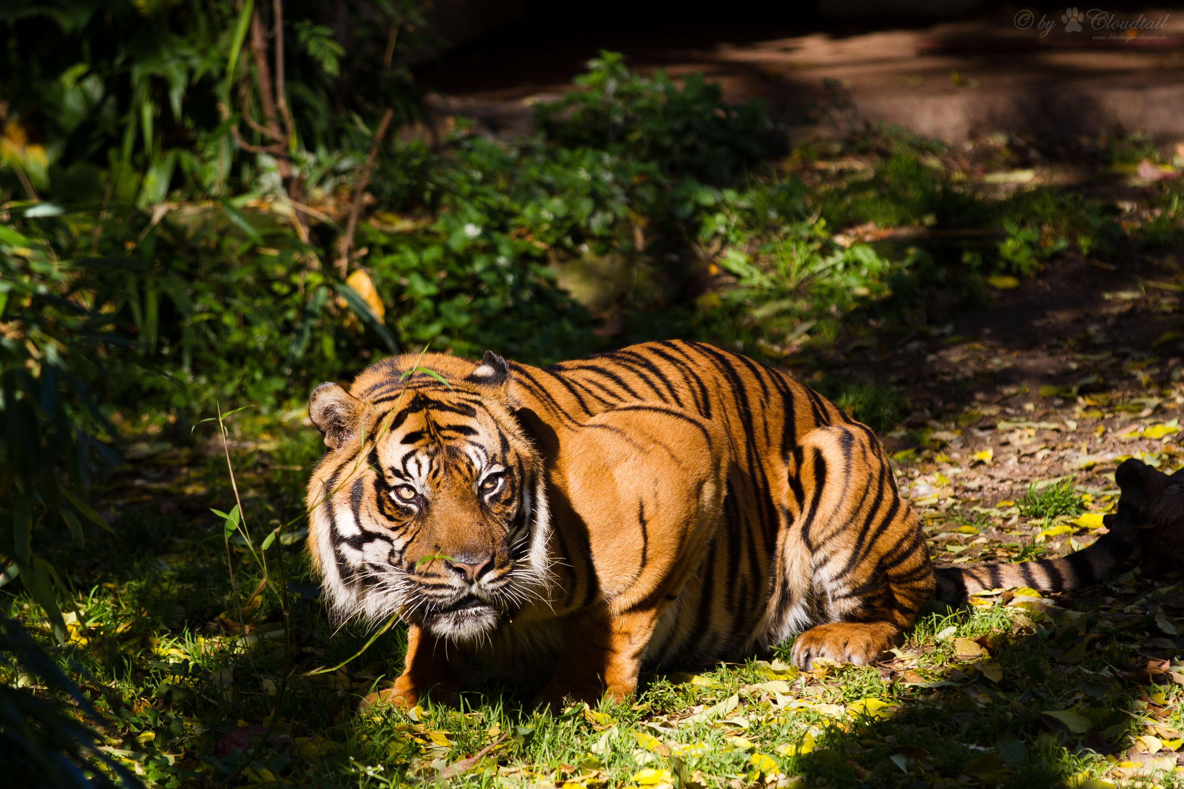 Animals org. Суматранский тигр. Суматранский тигр в дикой природе. Золотой суматранский тигр. Суматранский тигр фото.