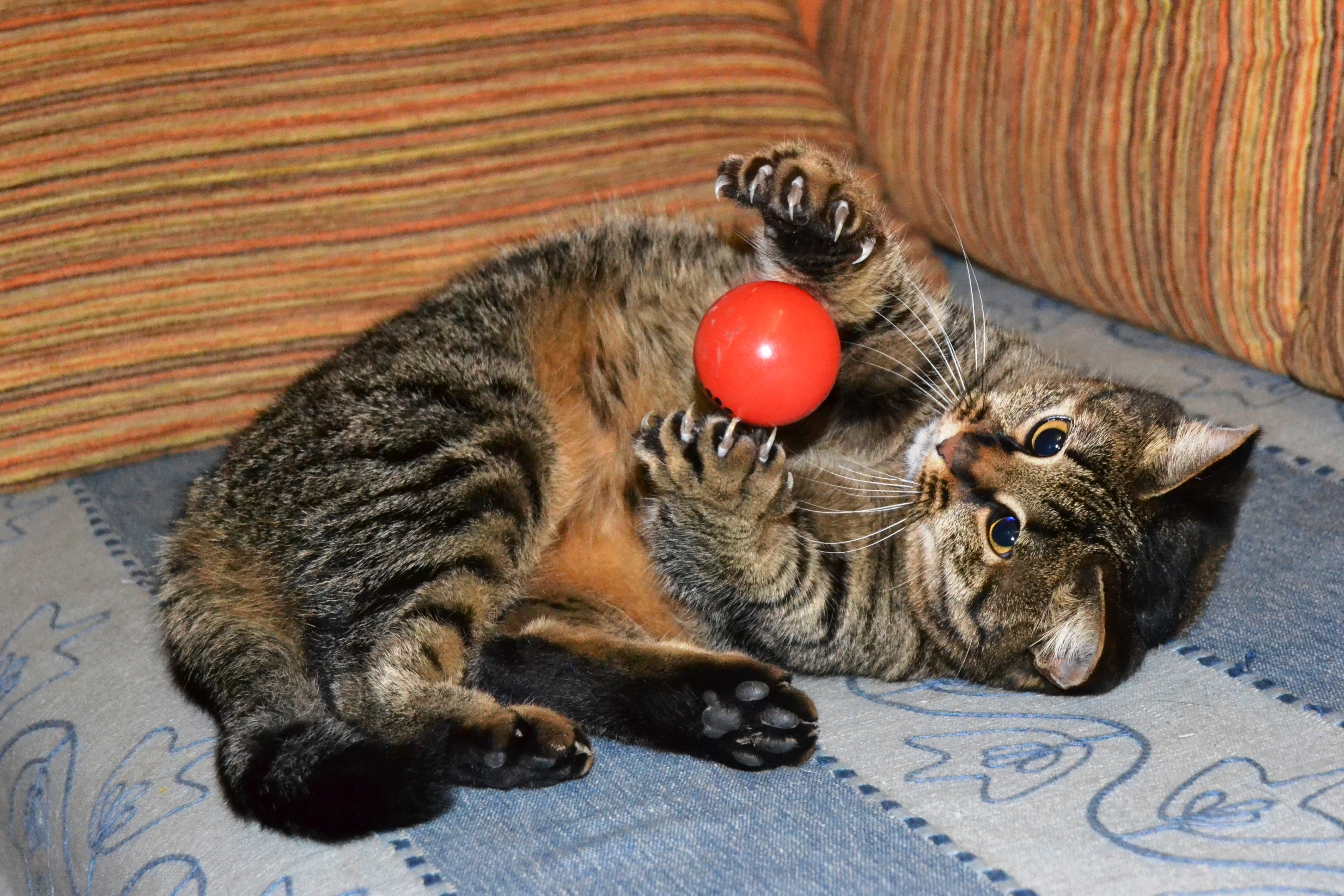 Мурзик любит играть. Мячики для кошек. Кот играется. Котенок с мячиком. Кошка играет.