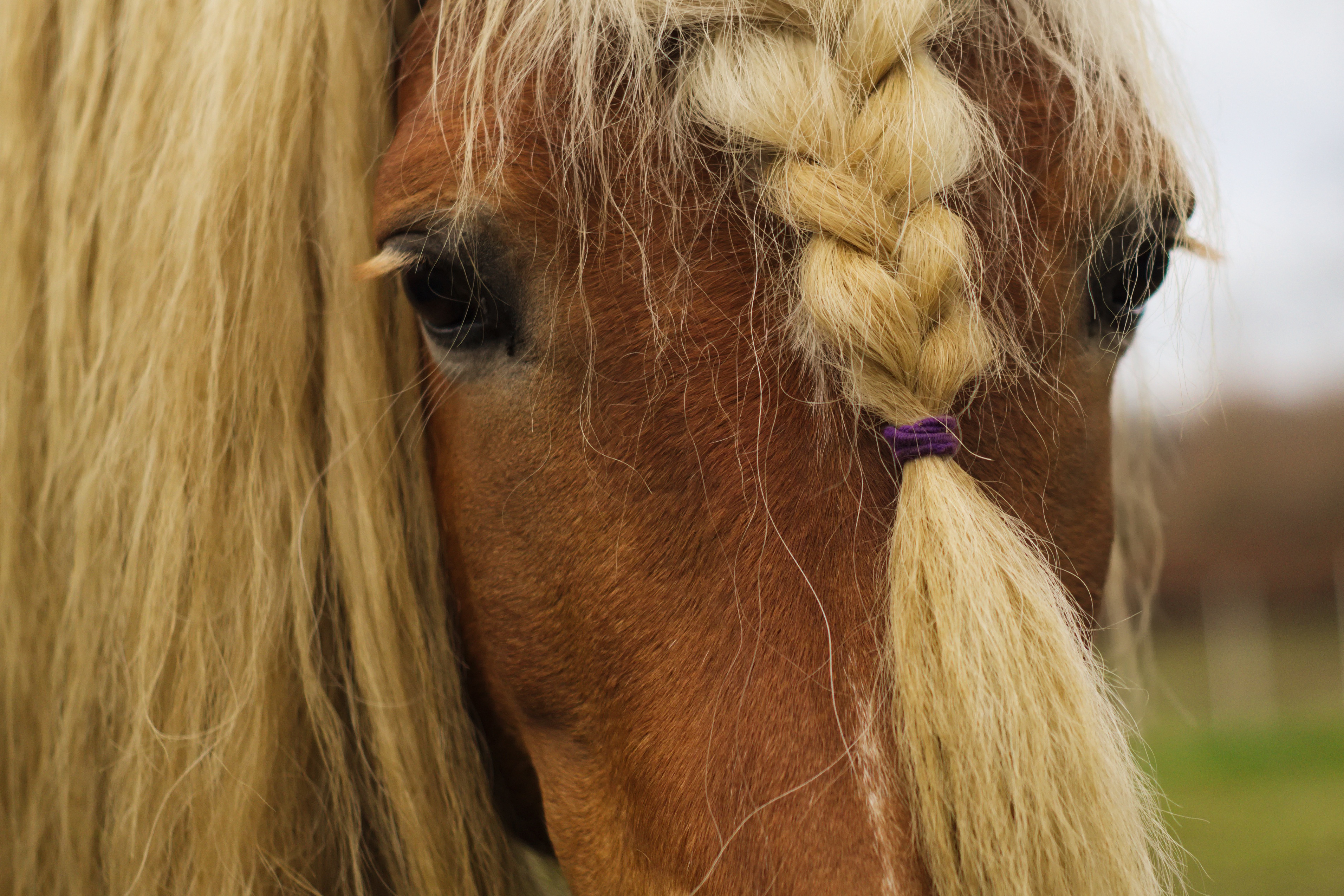 Horse hair. Лошадиные прически. Лошадь с заплетенной гривой. Лошадь с косичками. Волосы лошади.