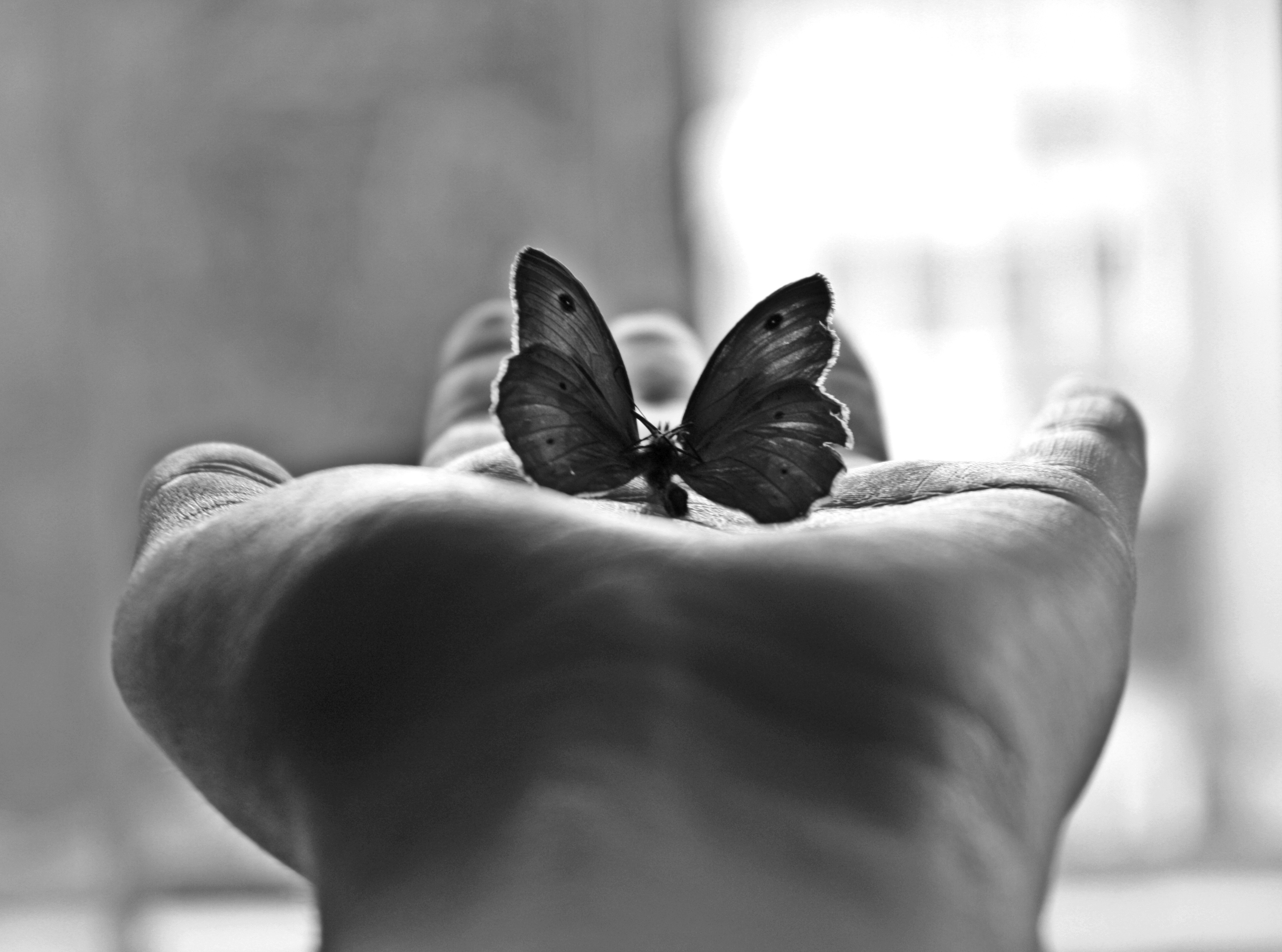 Просто картинки. Бабочка на ладони. Черно белые картинки. Красивые черно белые картинки. На руку бабочка.