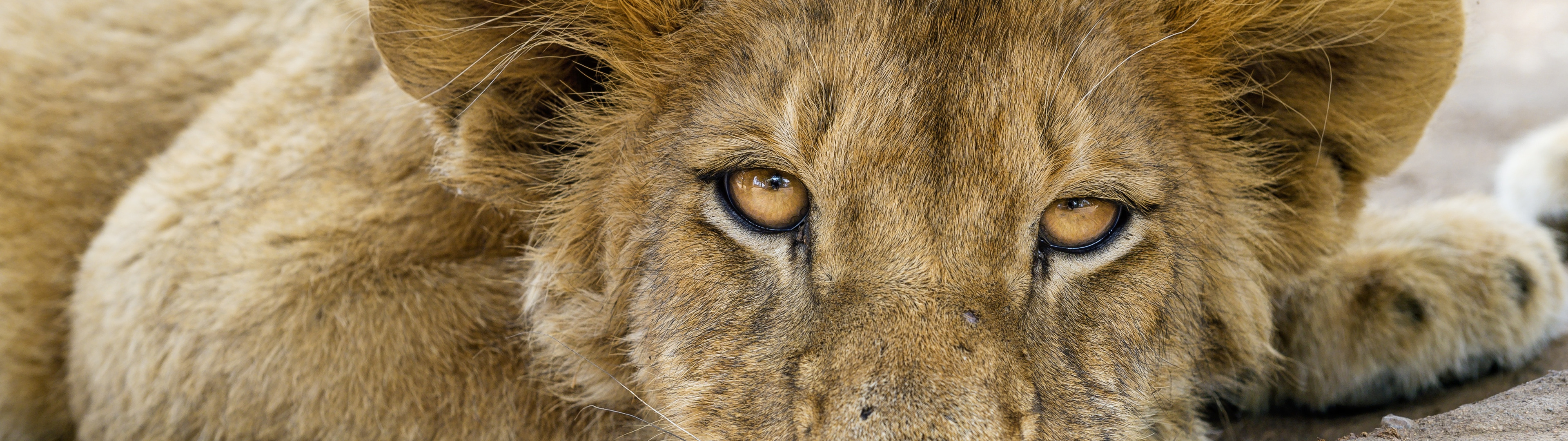 кошка, взгляд, морда, лев, детёныш, львёнок, ©Tambako The Jaguar