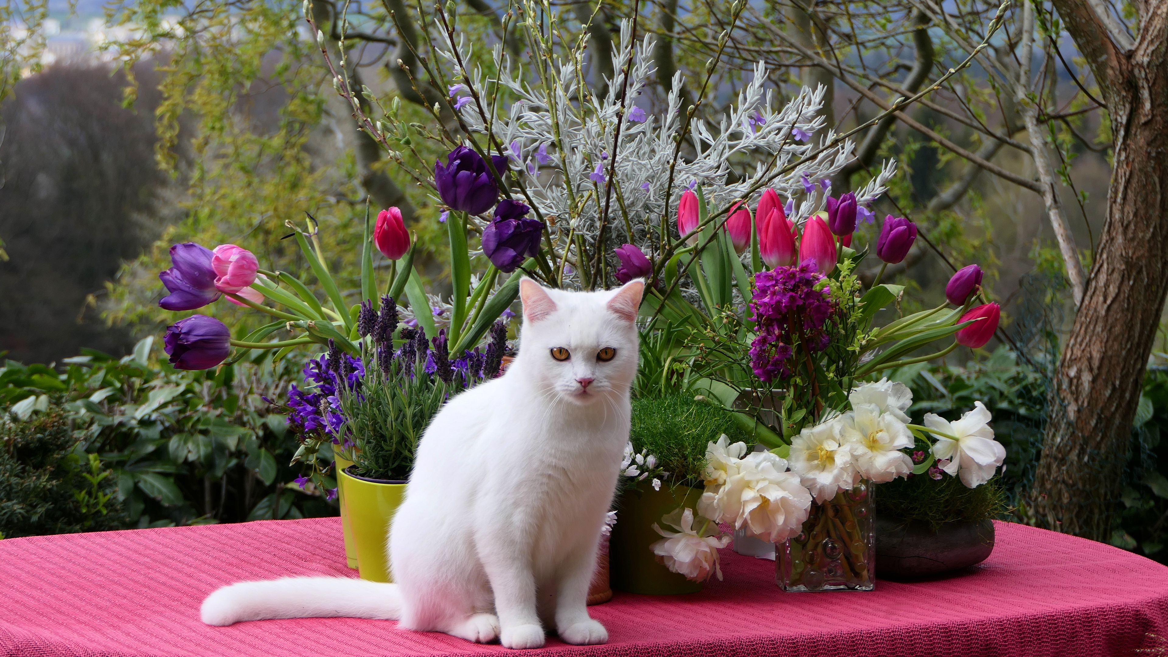 Тюльпаны для кошек ядовиты или нет. Порода Фелис Катус. Кошечка в цветах.