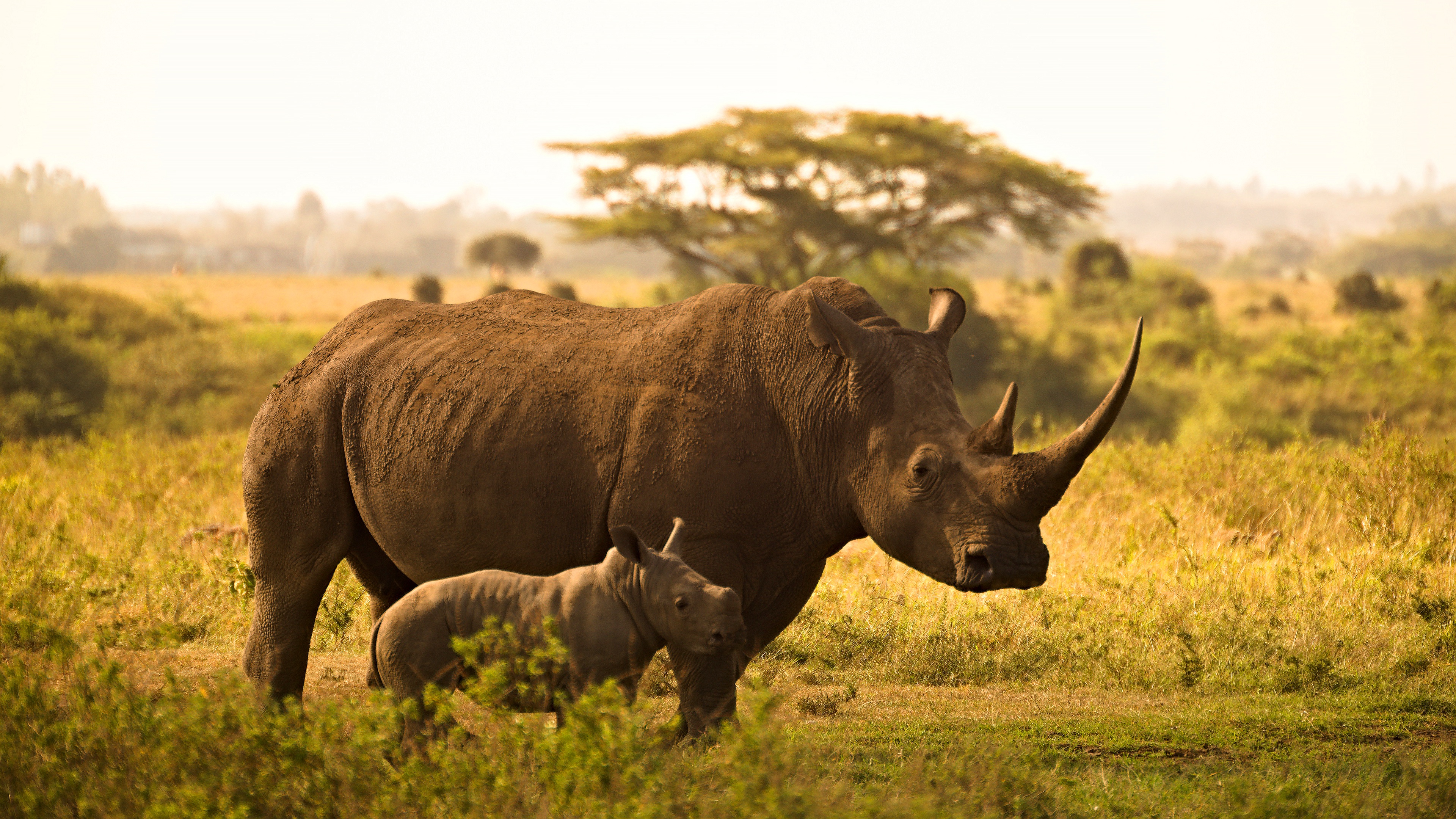 Страна носорогов. Носорог в Африке. Кения носорог. Носорог в саванне. Животные африканской саванны.