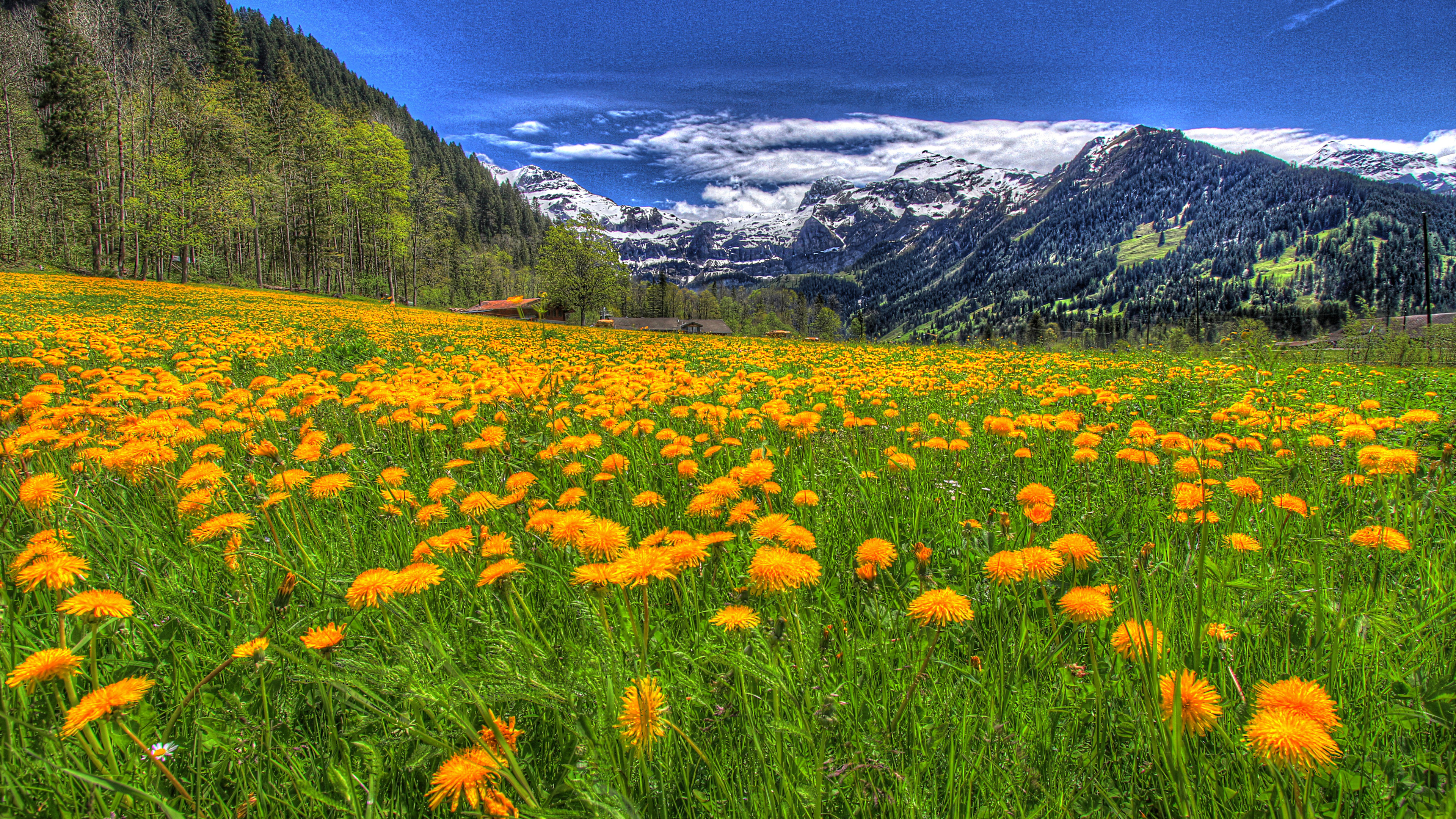 Холмы цветы. Цветущий луг Йеллоустоун. Альпийские Луга Приэльбрусья. Национальный парк Олимпик Луга горы цветы Поляна. Швеция Альпийские Луга.