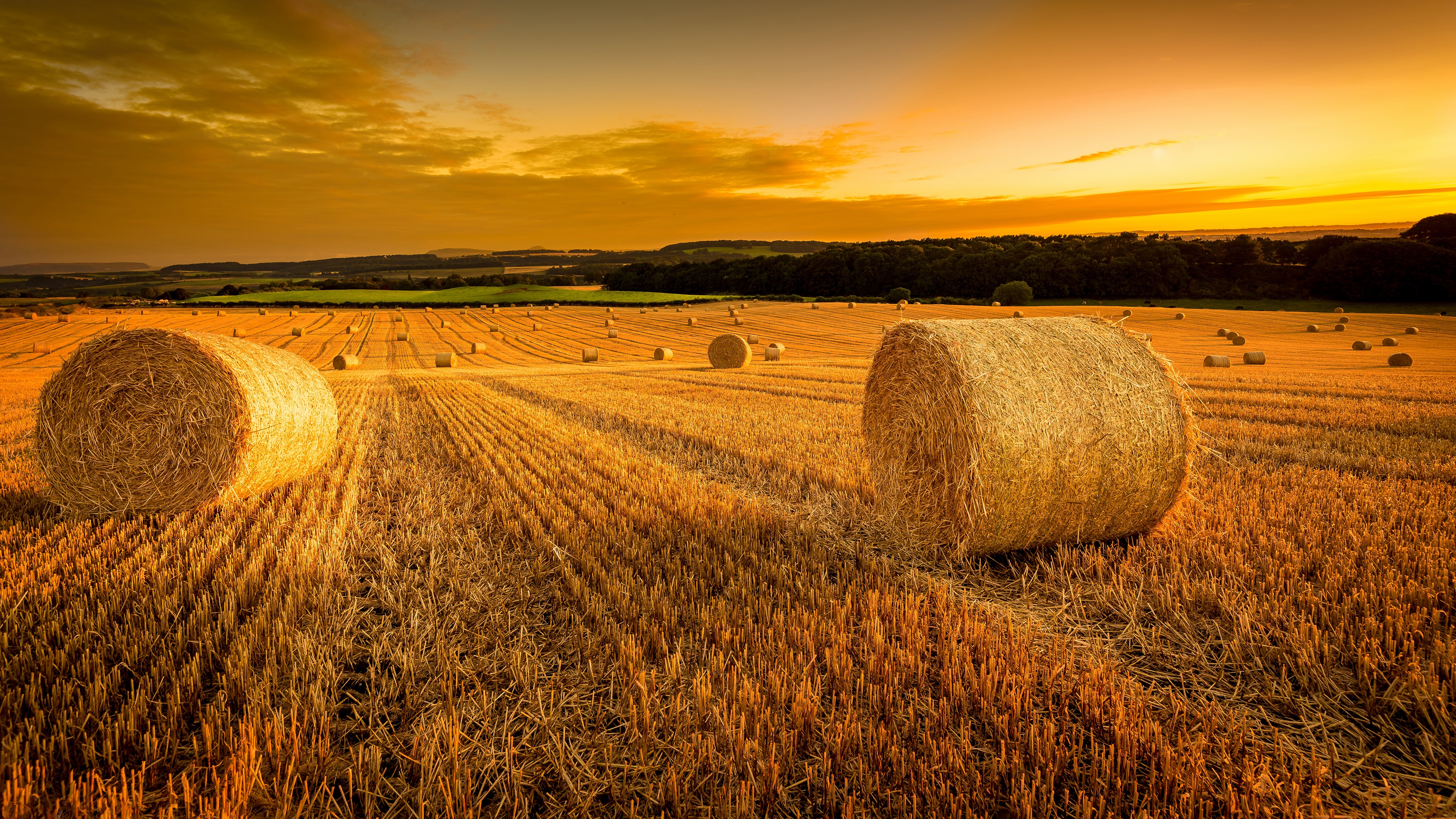 Осеннее сено. Скирда сноп. Сноп сена Скирда сена. Кубань это пшеница стог. Поле со стогами.