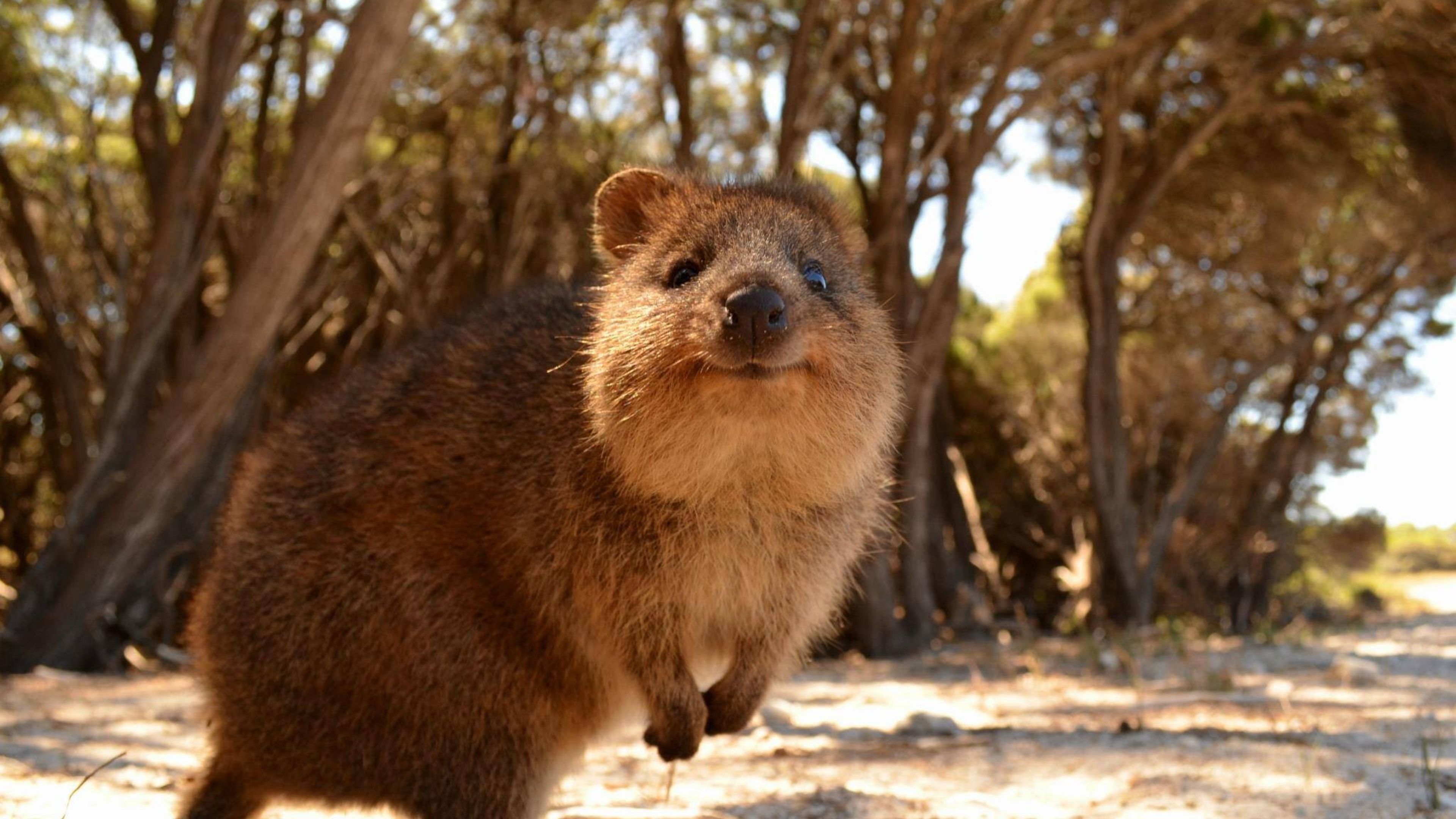 Австралийское животное меняющее внешний вид. Австралийская кенгуру Квокка. Квокка сумчатый зверь. Хан Квокка. Карликовый кенгуру Квокка.