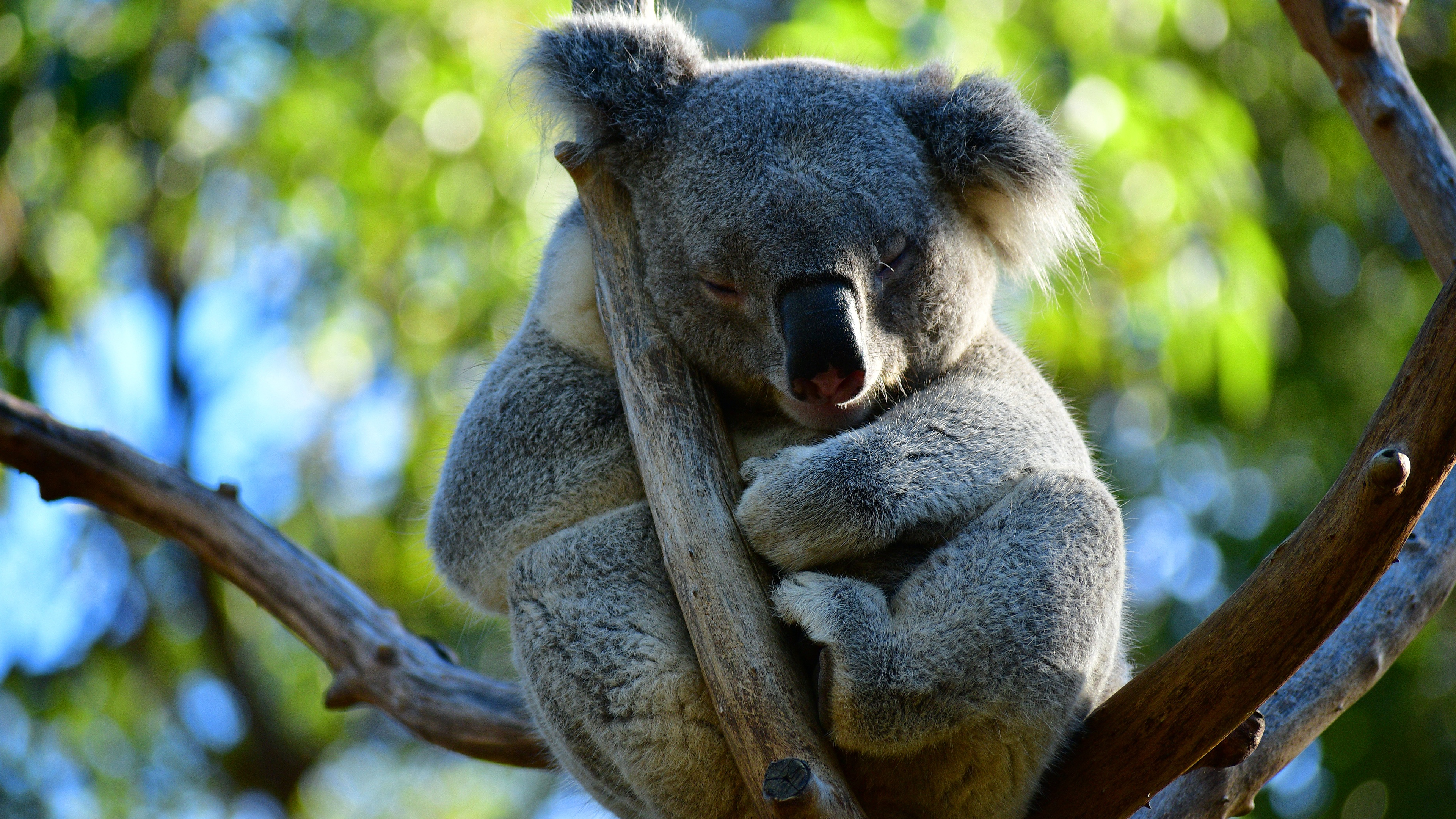 Сколько спят коалы. Коала. Коала в Австралии. Коала обои.