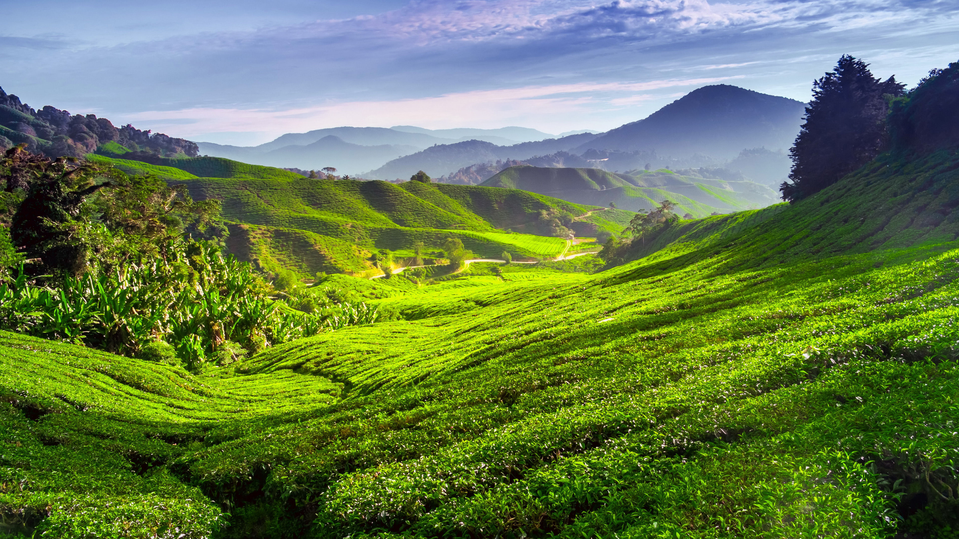 Шри ланка поля. Малайзия горы Камерон Хайлендс. Камерон-Хайлендс чайные плантации. Чайные плантации Камерон Хайлендс в Малайзию. Нагорье Камерун Малайзия.