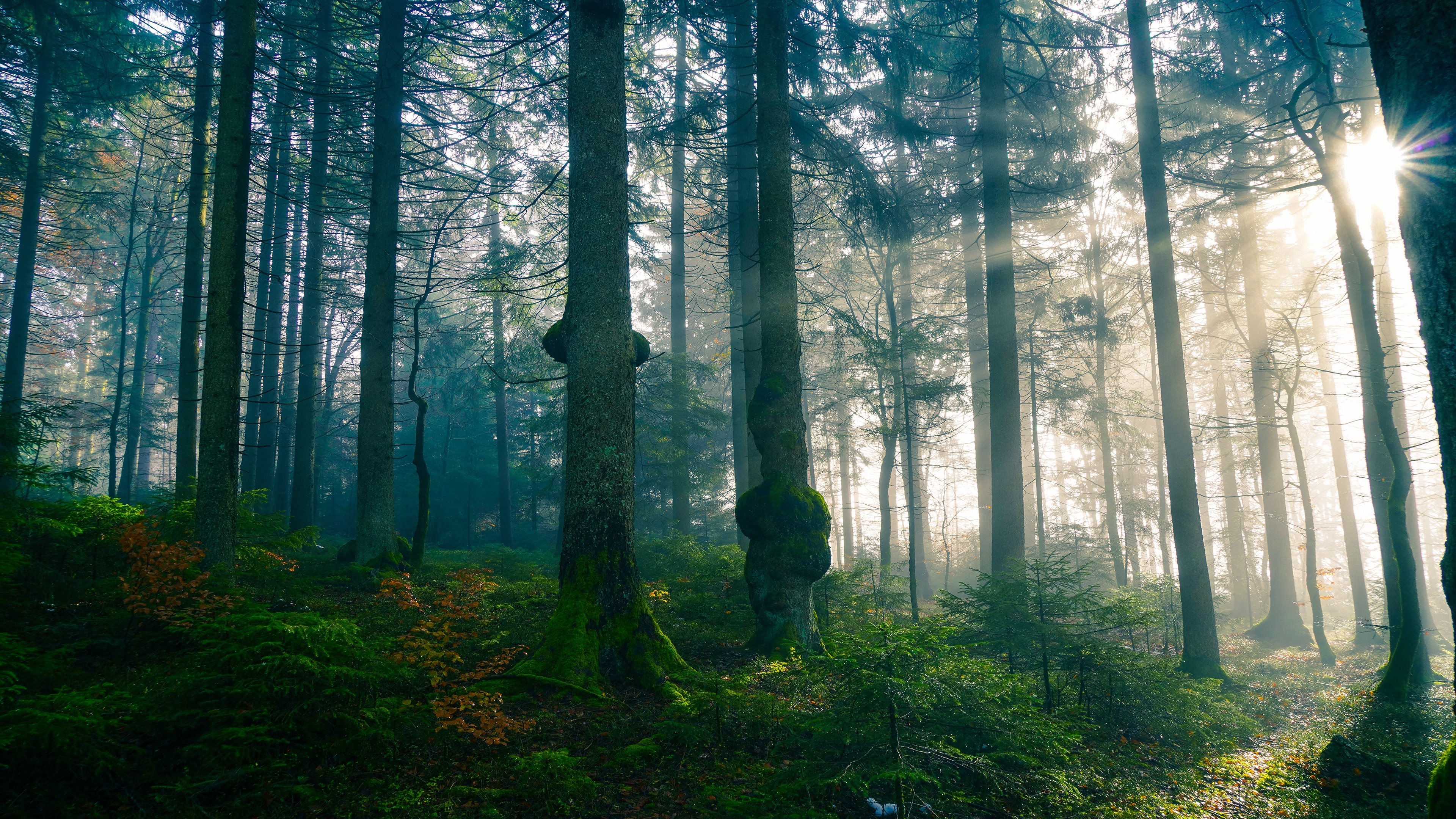 F forest. Лес. Хвойный лес. Еловый лес. "Солнце в лесу".