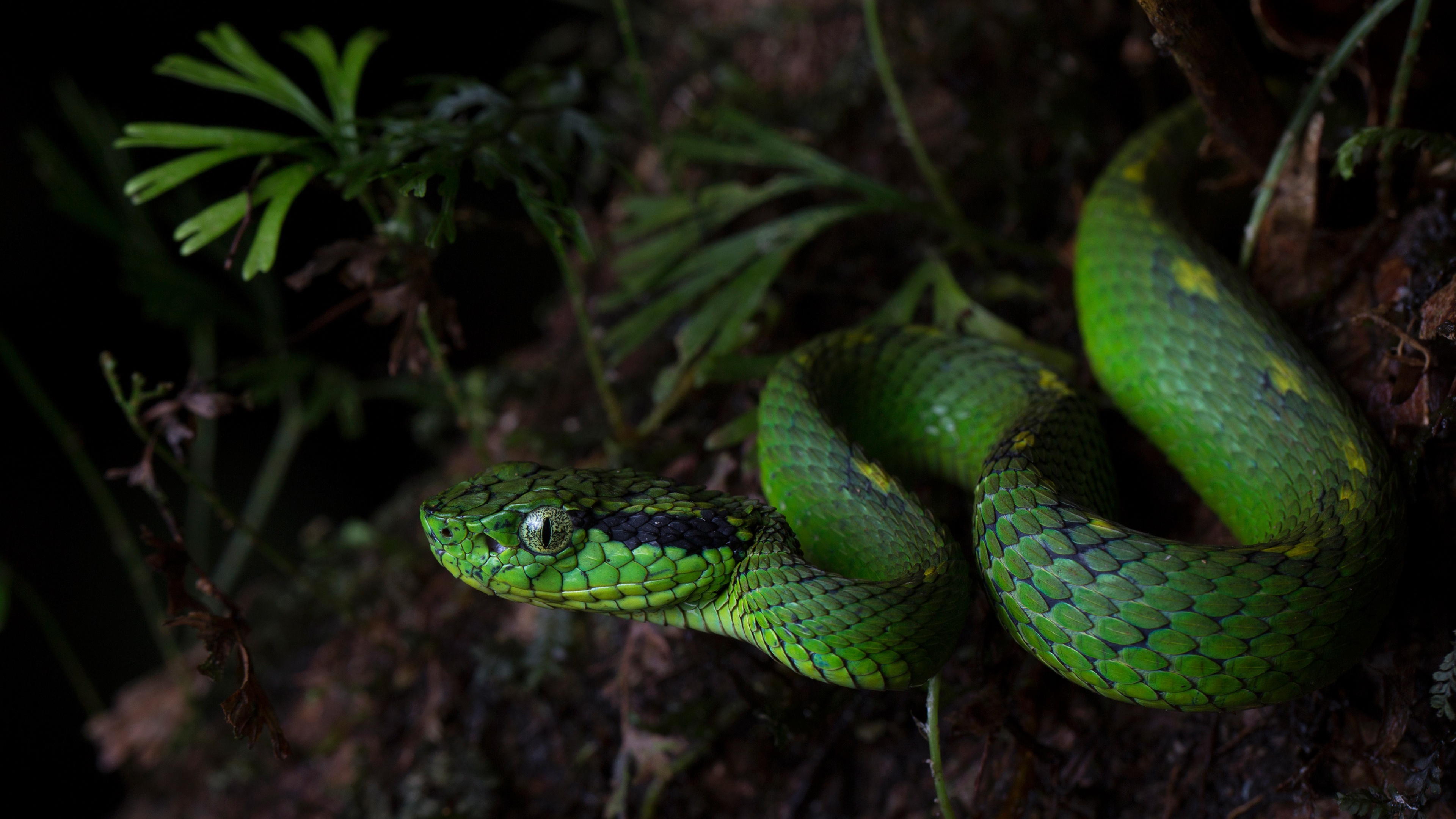 Большие зеленые змеи. Смарагдовый полоз. Смарагдовый полоз зеленый. Зелёная древесная гадюка. Змея древесная гадюка зеленая.